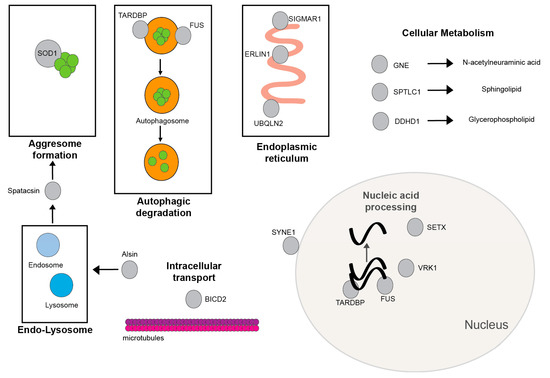 Genes Free Full Text Juvenile Amyotrophic Lateral Sclerosis A Review Html