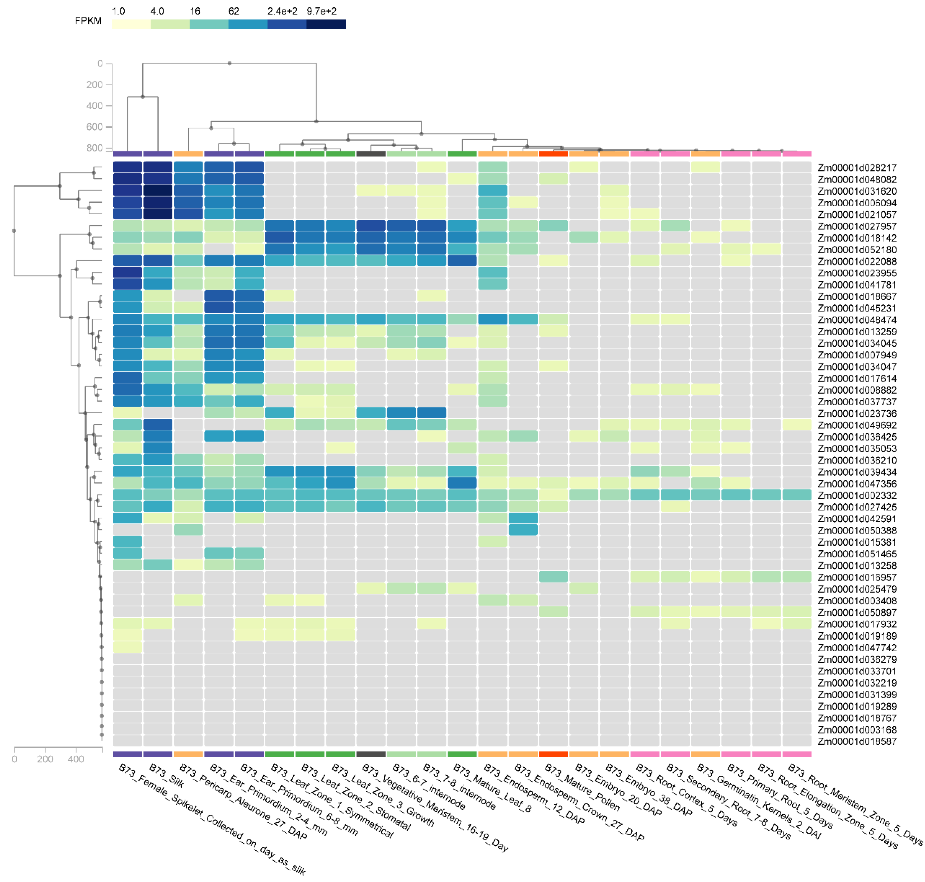 Genome-Wide Analysis of the MADS-Box Gene Family in Maize: Gene ...