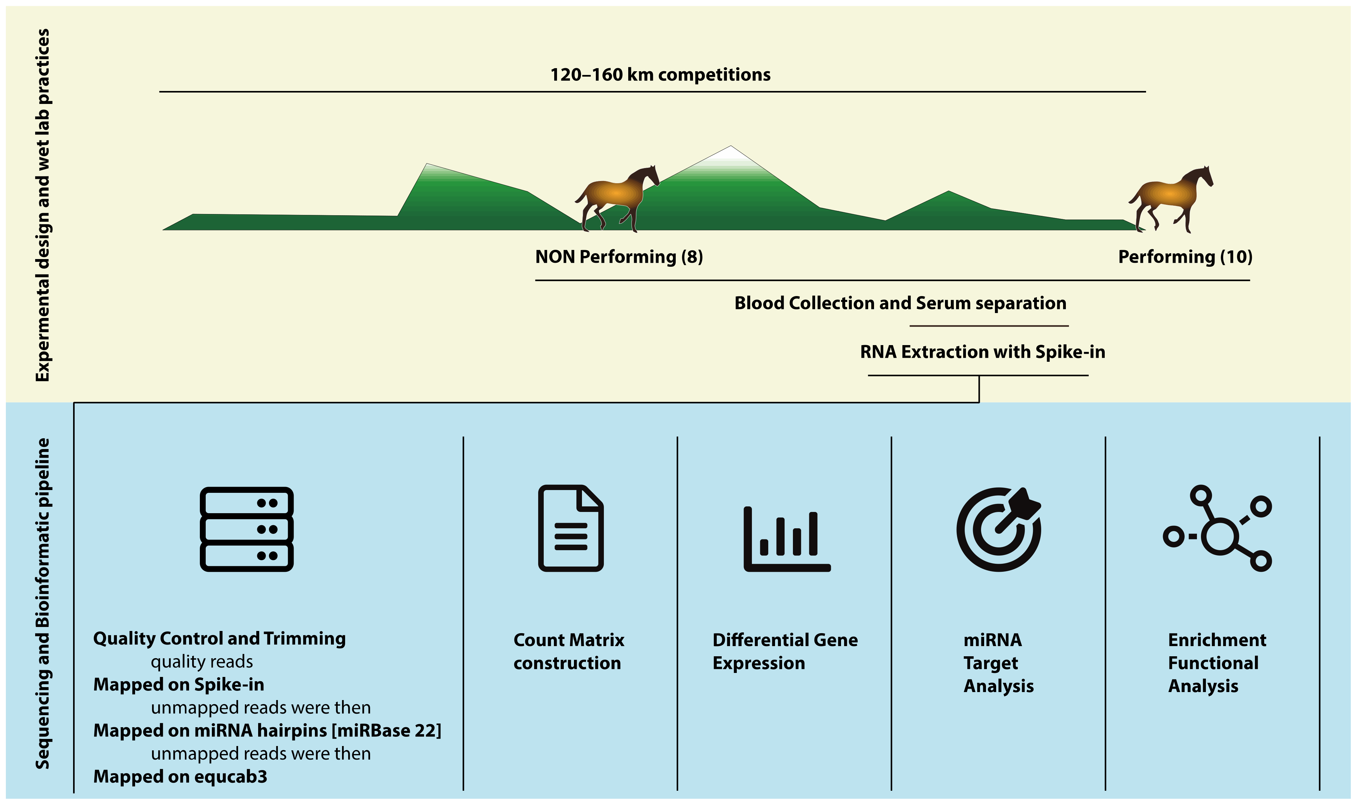 5200 Steps In Km Genes | Free Full-Text | Circulating Transcriptional Profile Modulation in Response to Metabolic Unbalance Due to Long-Term Exercise in Equine Athletes: A Pilot Study