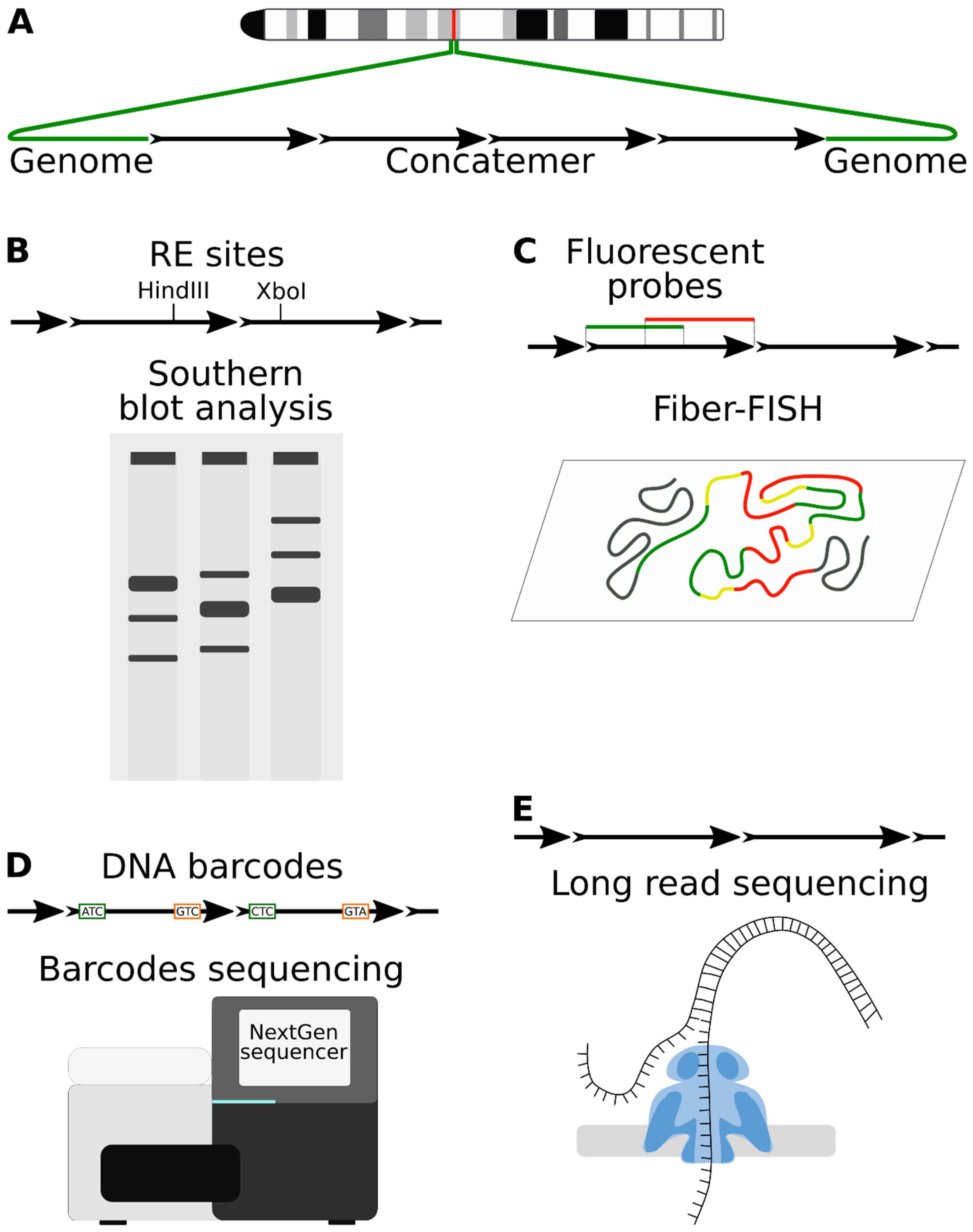 Genes 12 01969 g001 Genes 12 01969 g001