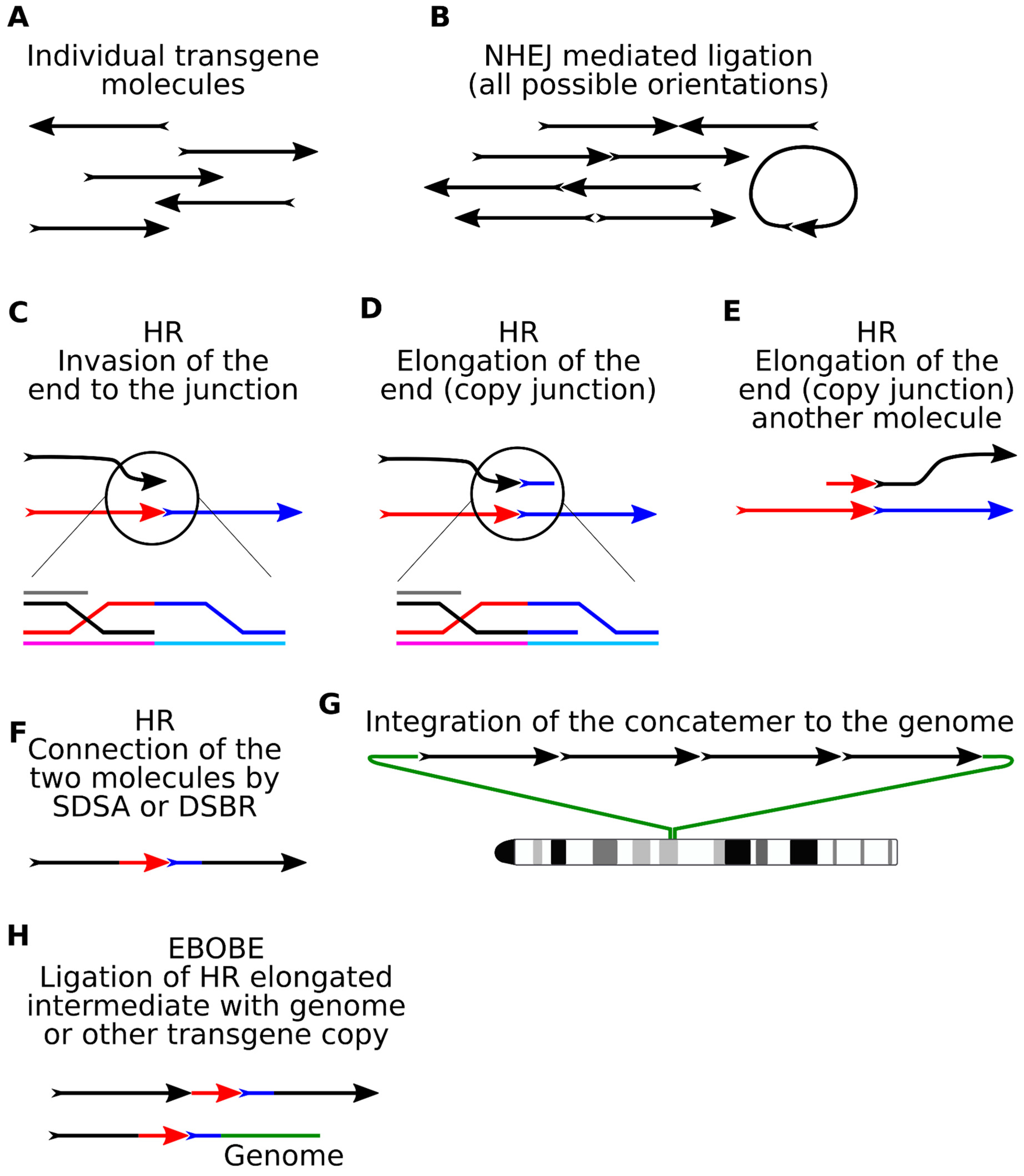 Genes 12 01969 g004 Genes 12 01969 g004