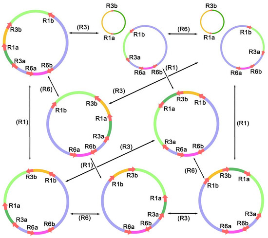 Assembly of the Complete Mitochondrial Genome of Chinese Plum (Prunus ...