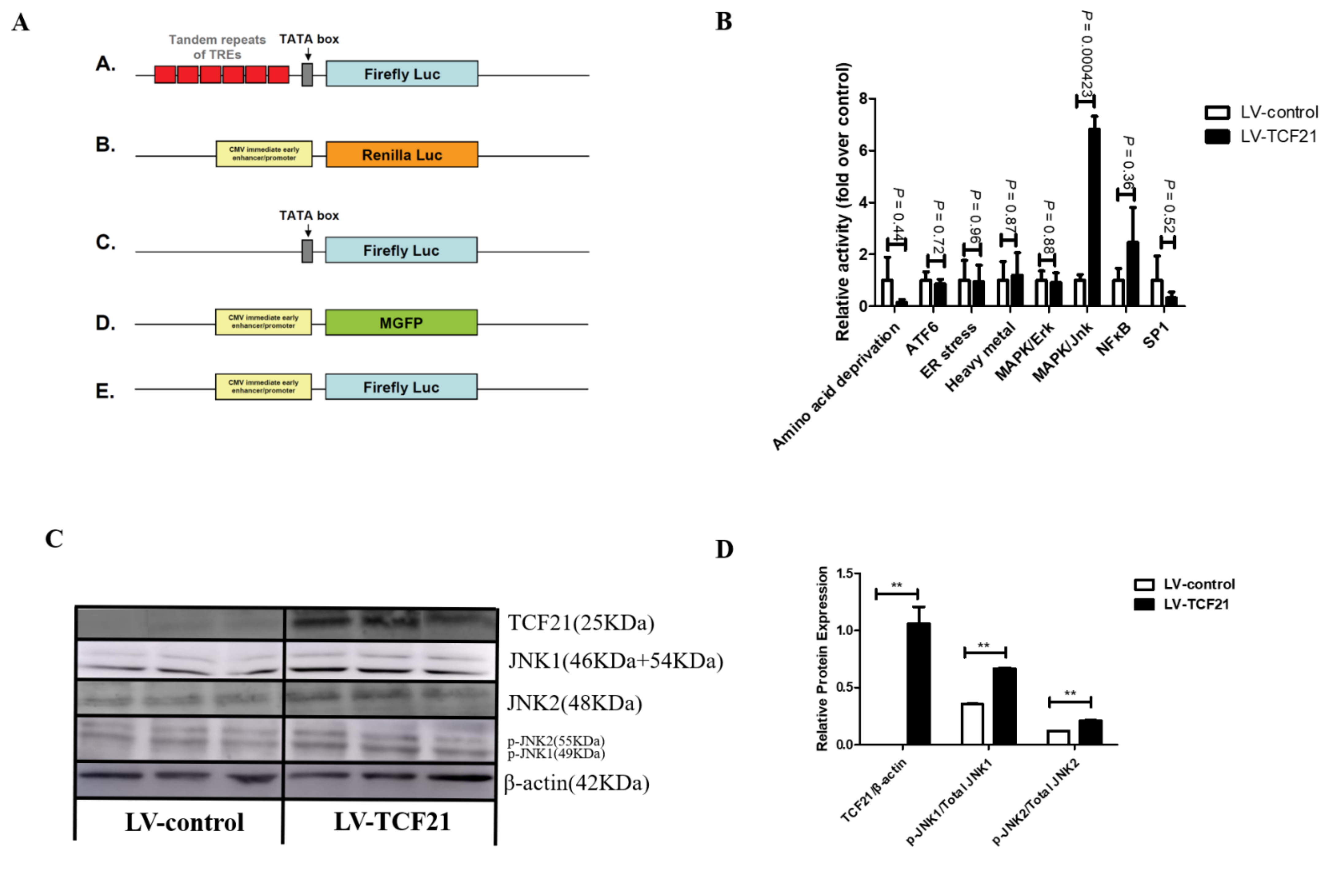 Genes 12 01971 g001