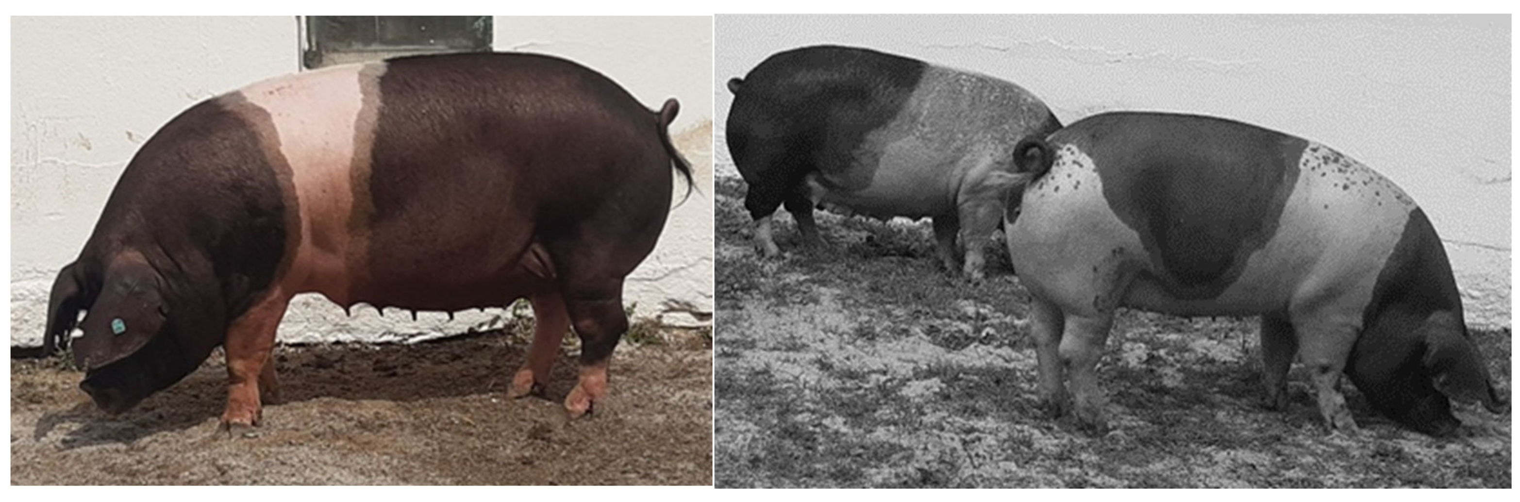 Genes | Free Full-Text | Assessment of the Genetic Diversity of a Local Pig Breed Using Pedigree and SNP Data Genes | Free Full-Text | Assessment of the Genetic Diversity of a Local Pig Breed Using Pedigree and SNP Data