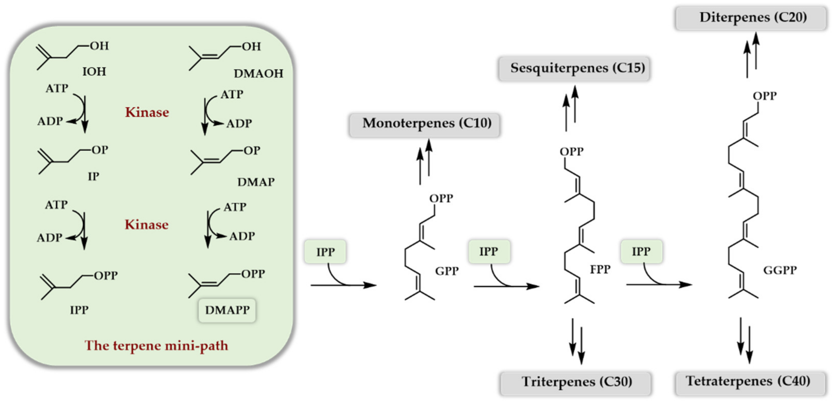 Genes 12 01974 sch002