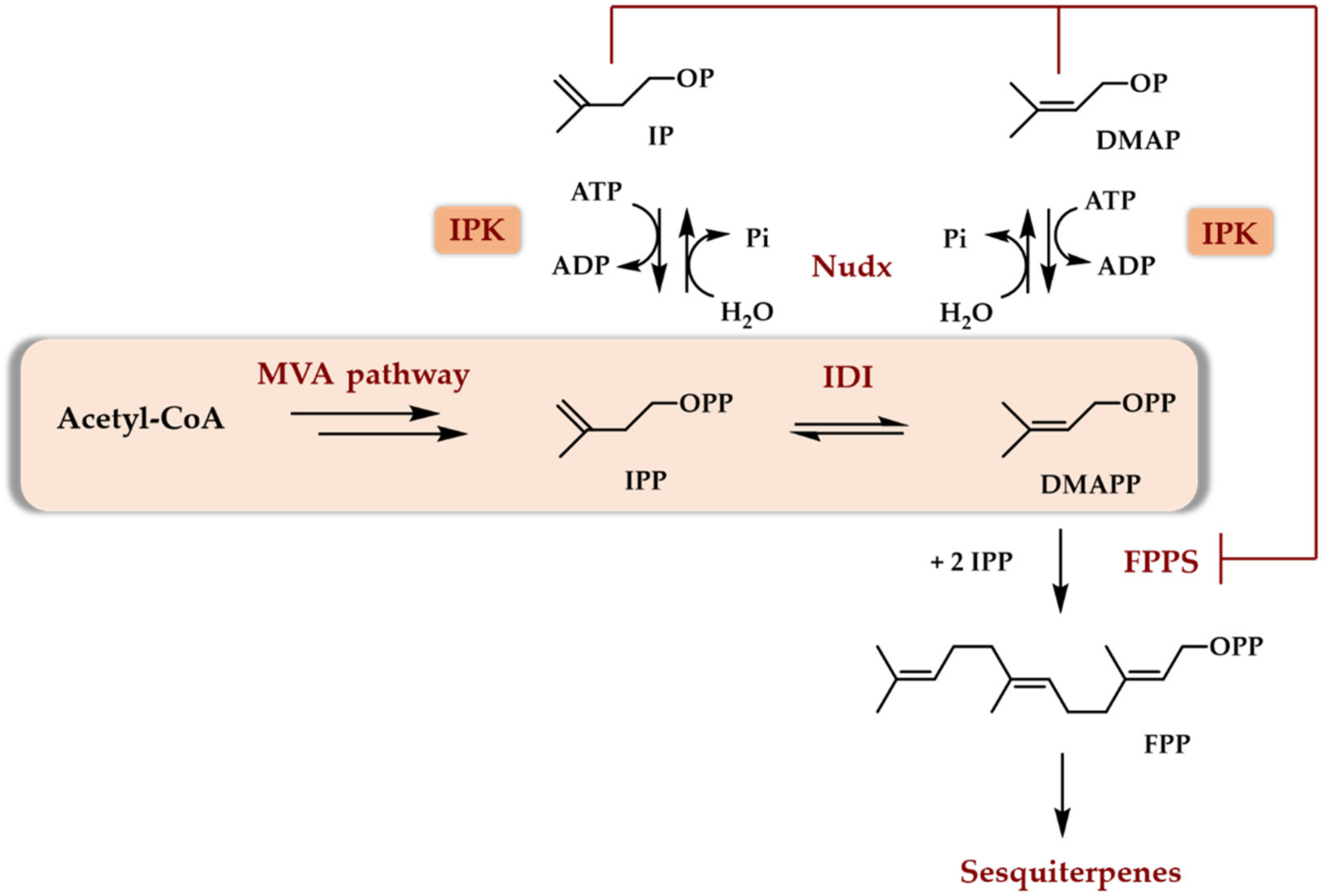 Genes 12 01974 sch004