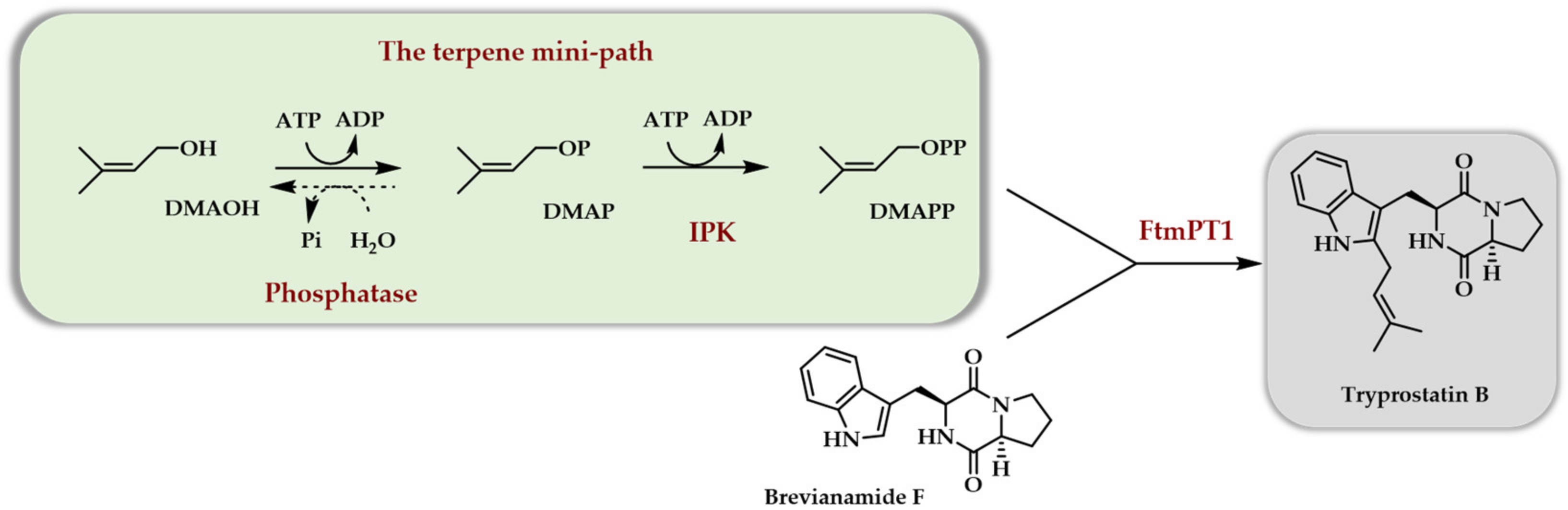 Genes 12 01974 sch005