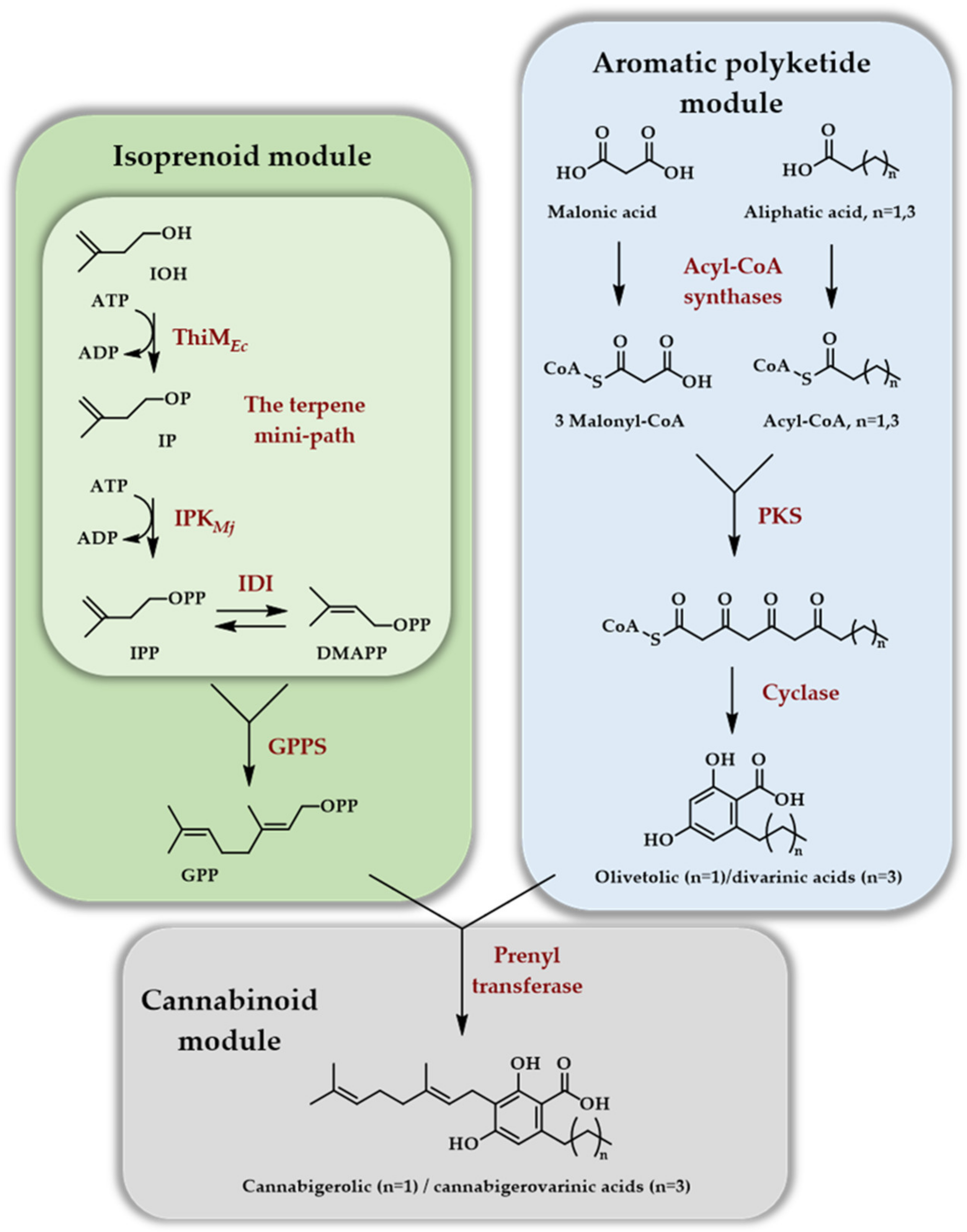 Genes 12 01974 sch008