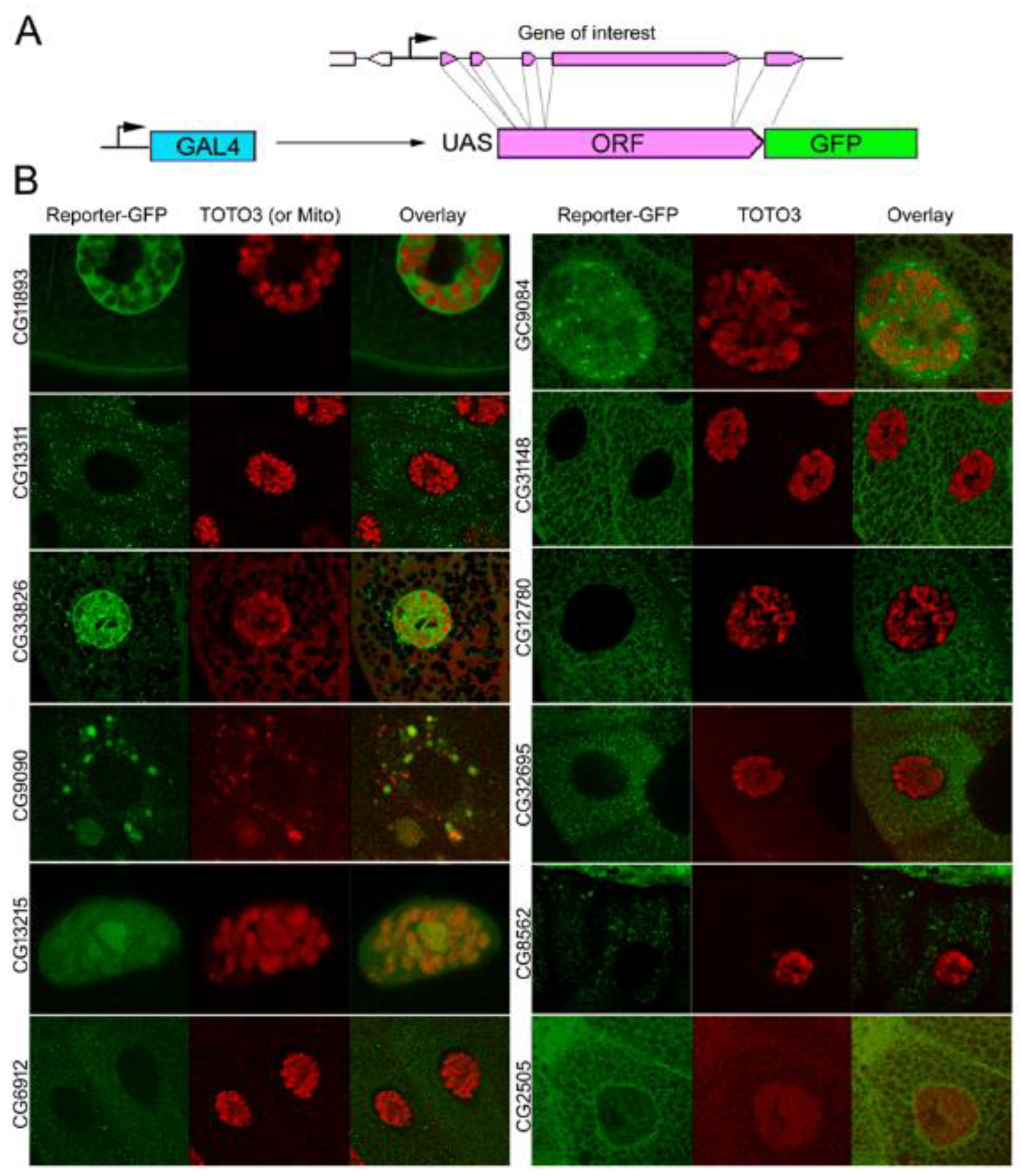 Genes 12 01982 g005 Genes 12 01982 g005