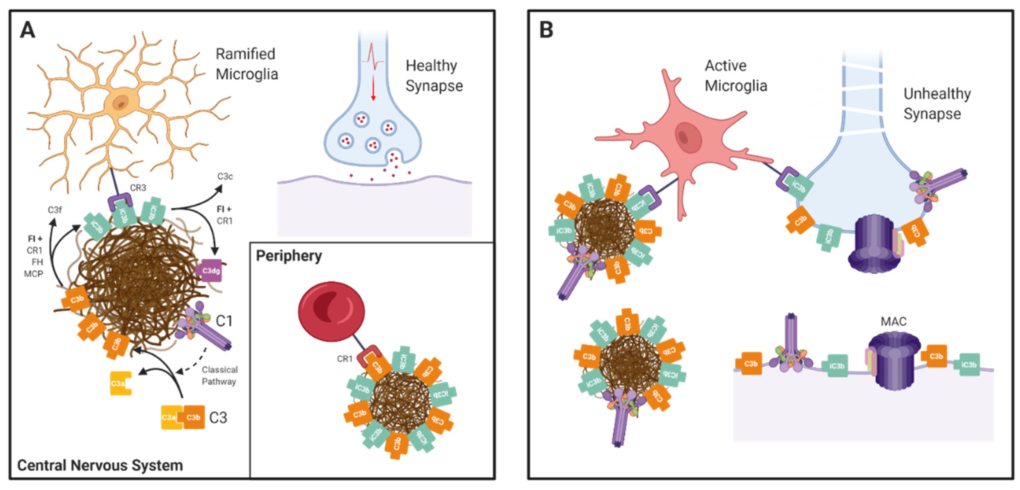 Genetic Insights into the Impact of Complement in