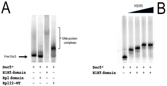 Evidence of the Physical Interaction between Rpl22 and the