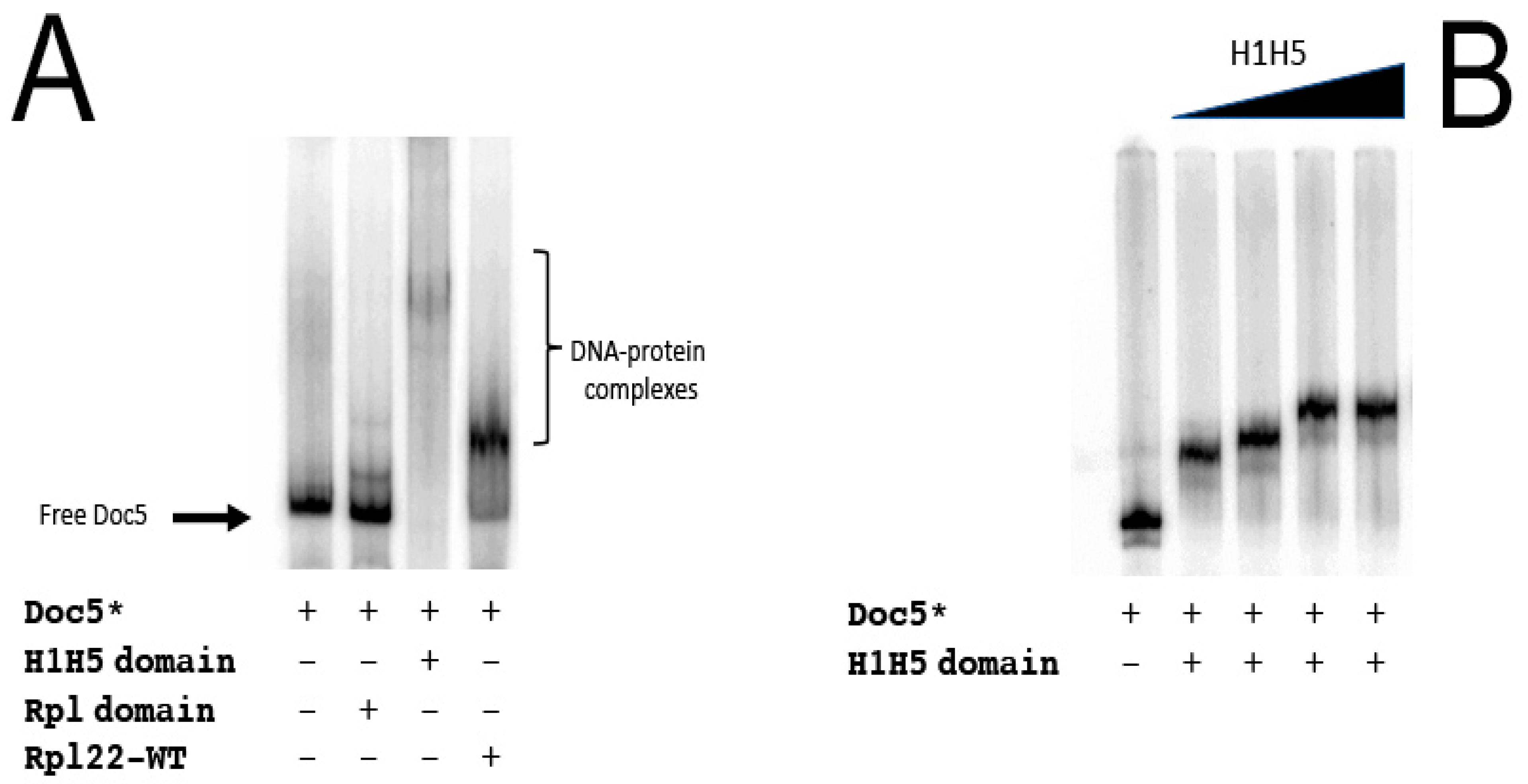 Genes 12 01997 g004 Genes 12 01997 g004