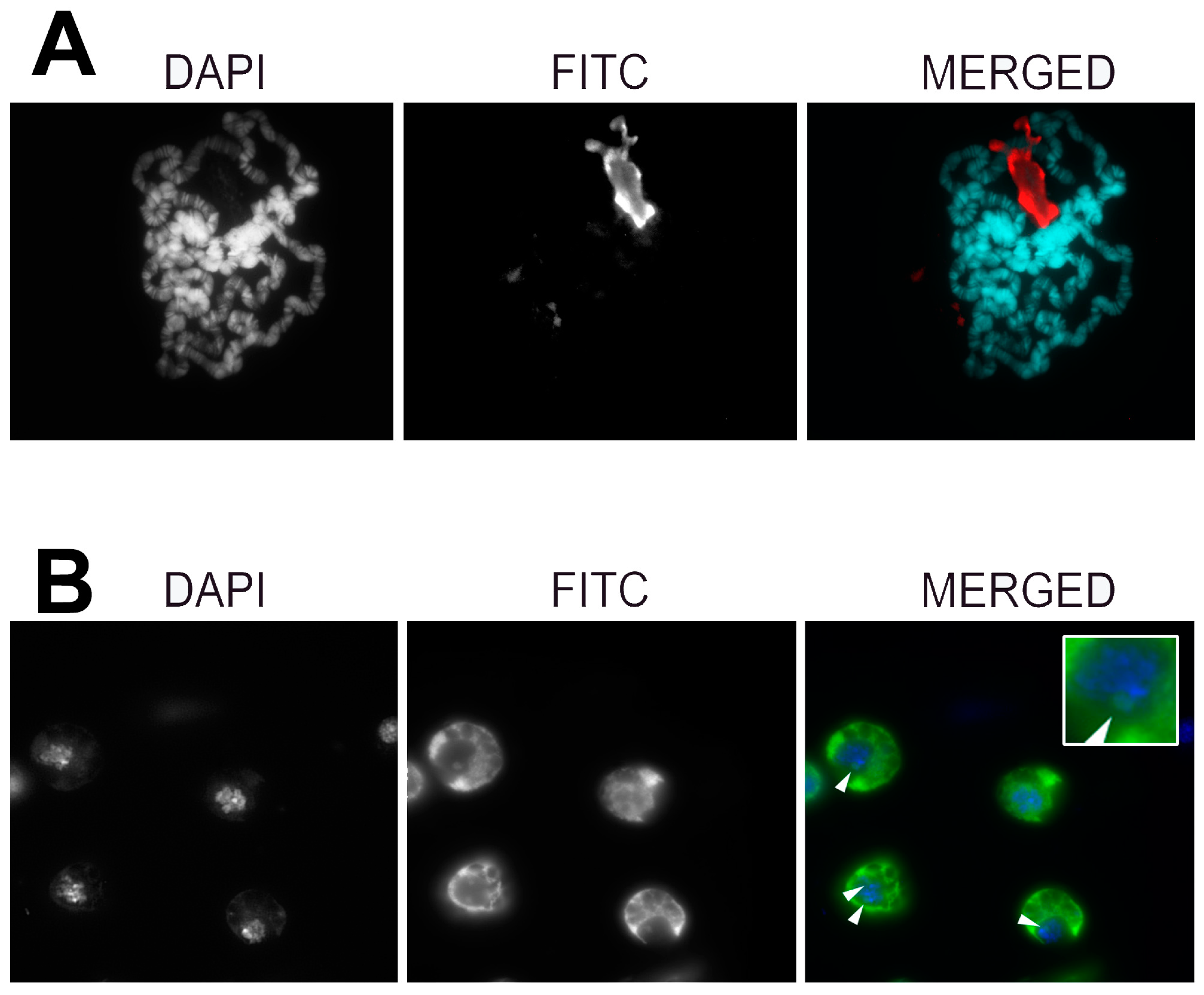 Genes 12 01997 g005 Genes 12 01997 g005