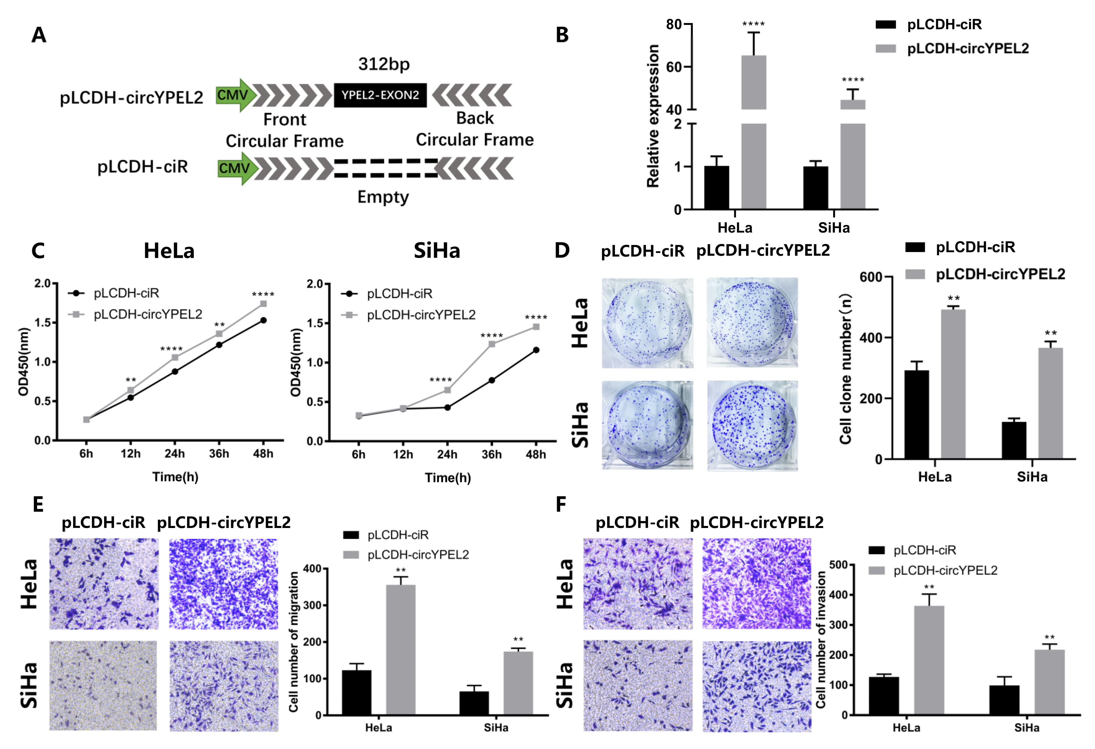 Genes 13 00038 g004 550
