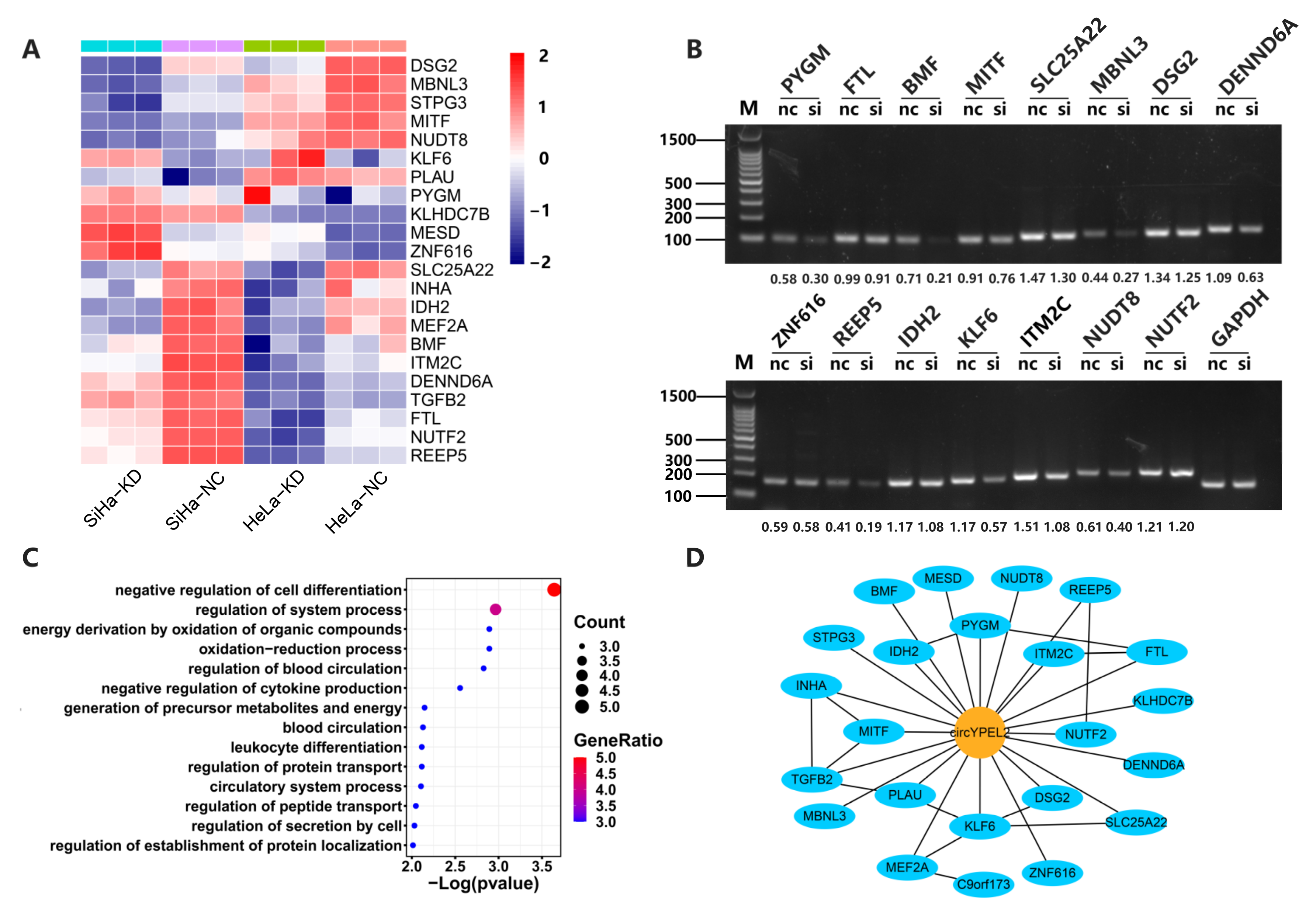 Genes 13 00038 g005 550