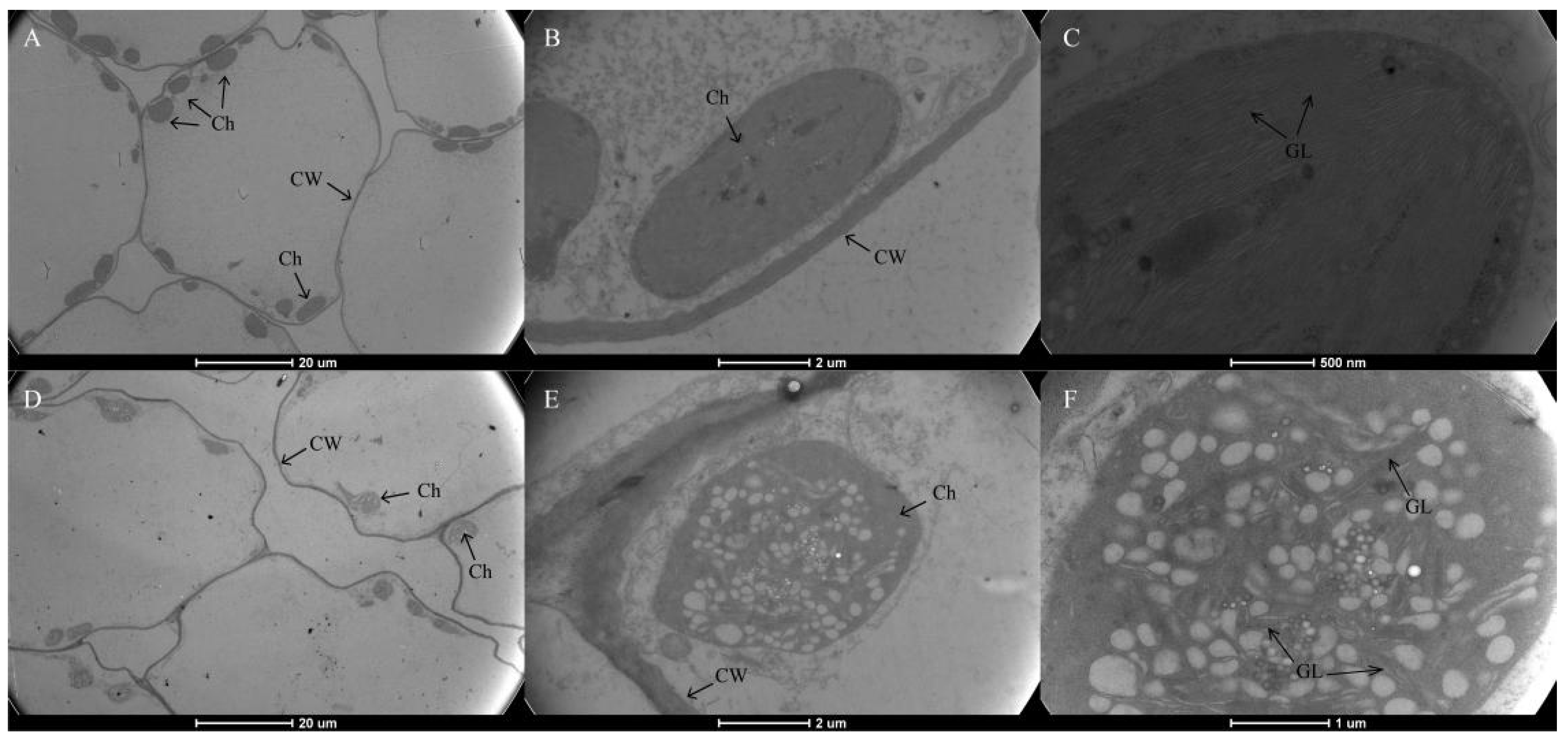 Genes 13 00071 g002 Genes 13 00071 g002