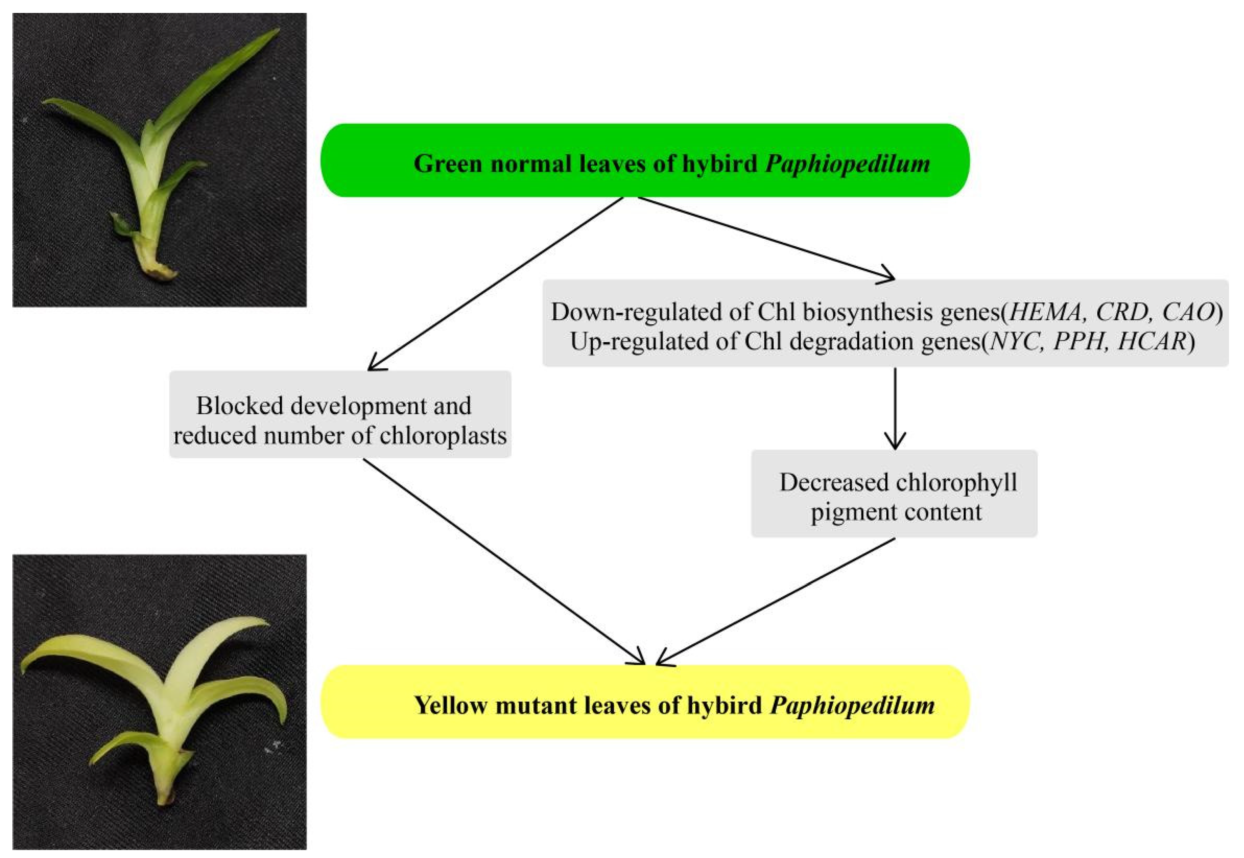 Genes 13 00071 g010 Genes 13 00071 g010
