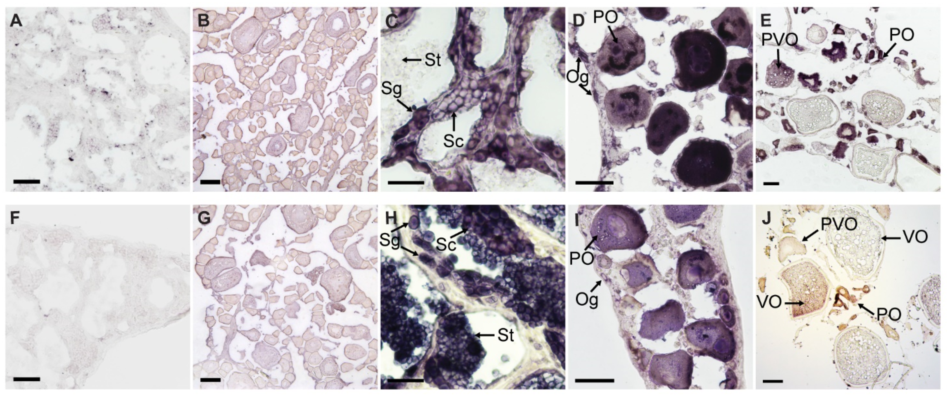 Genes 13 00079 g006 550