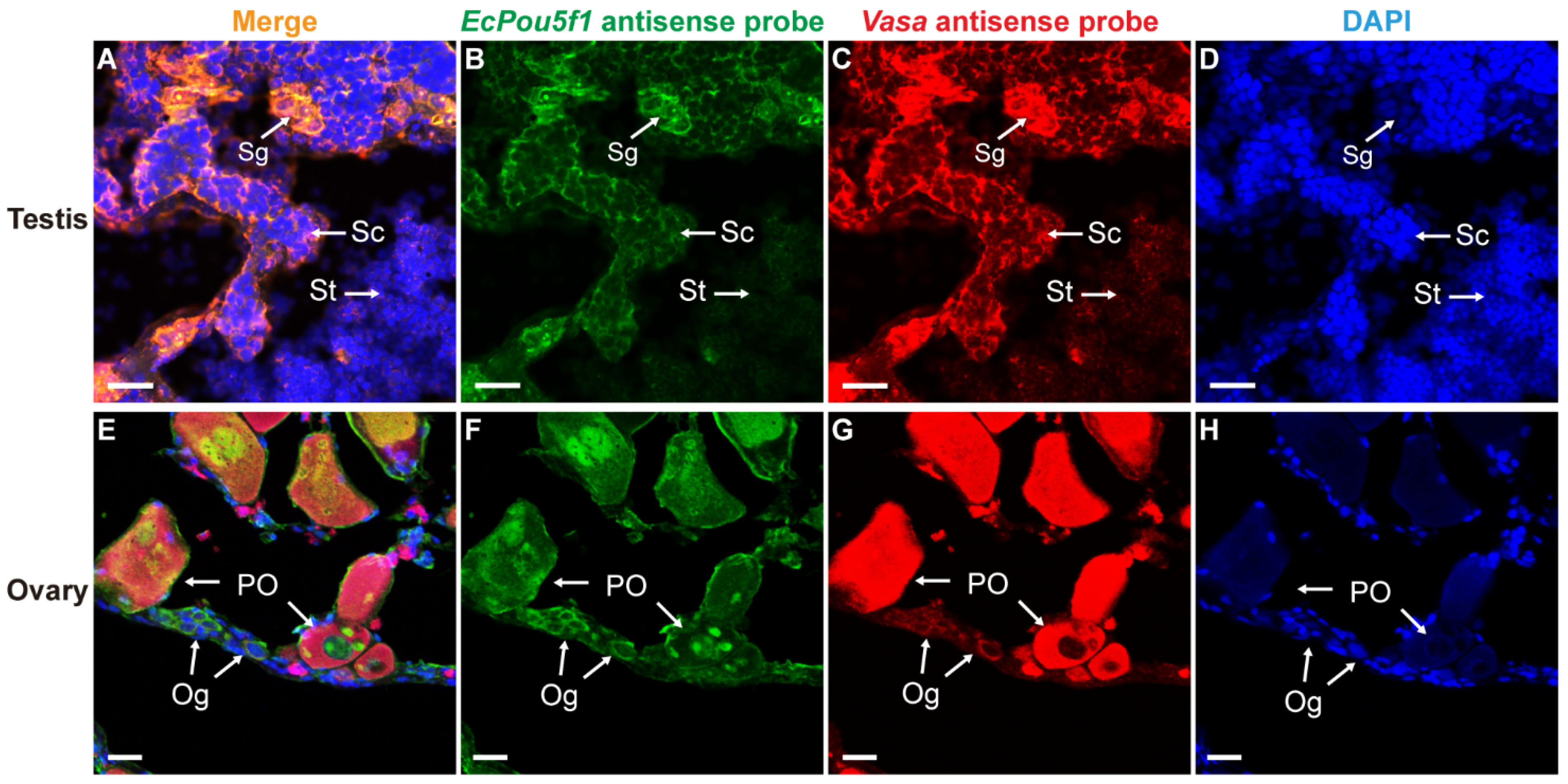 Genes 13 00079 g007 550