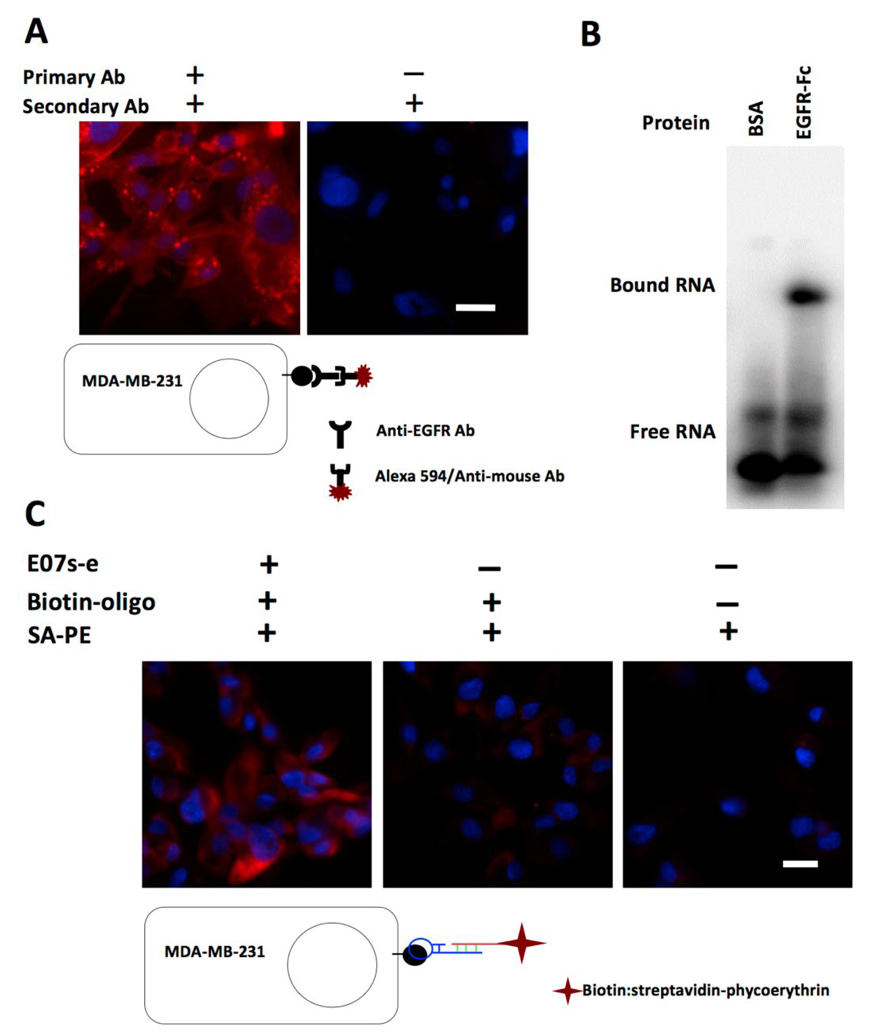 Genes 13 00086 g003 Genes 13 00086 g003