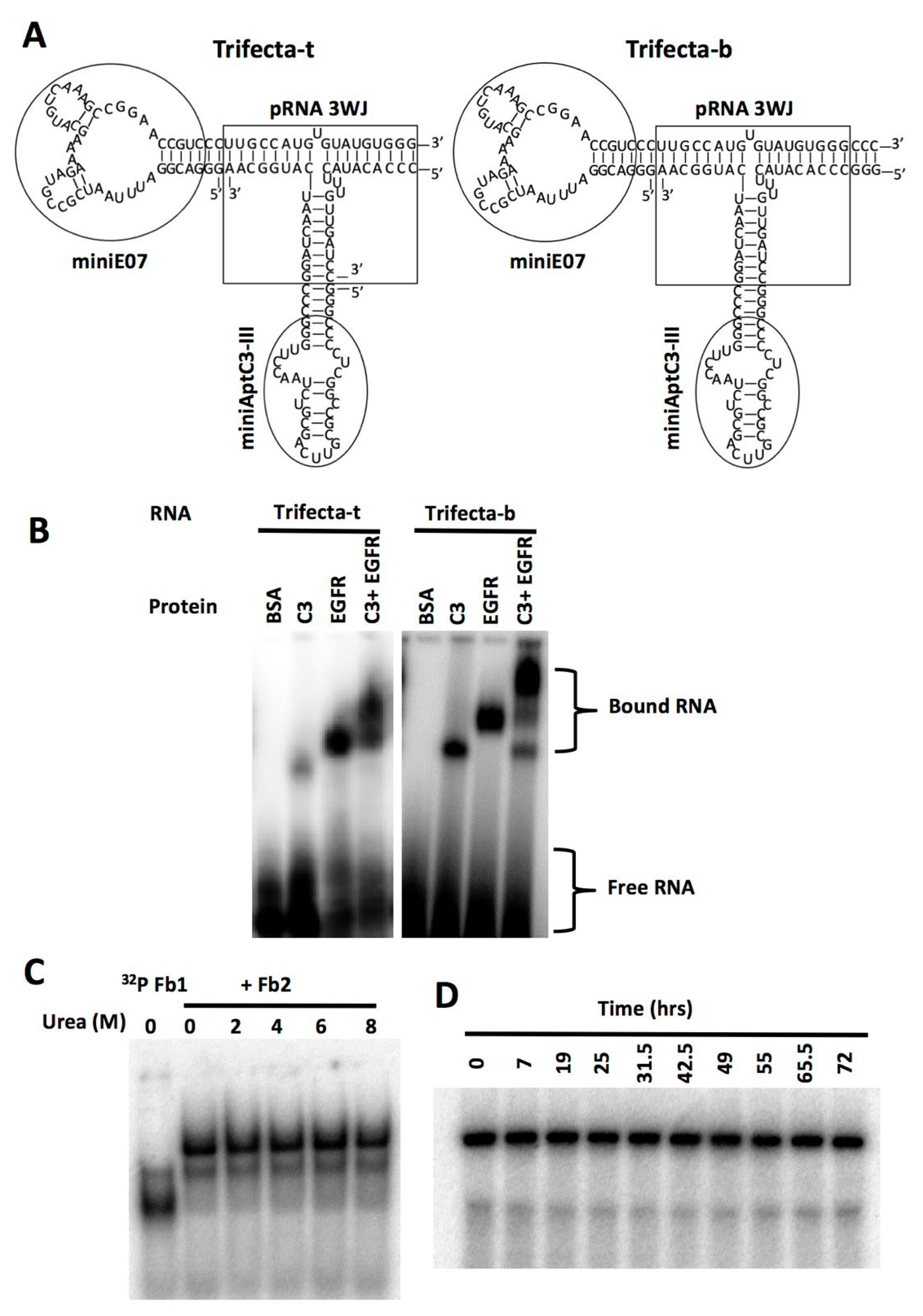 Genes 13 00086 g004 Genes 13 00086 g004