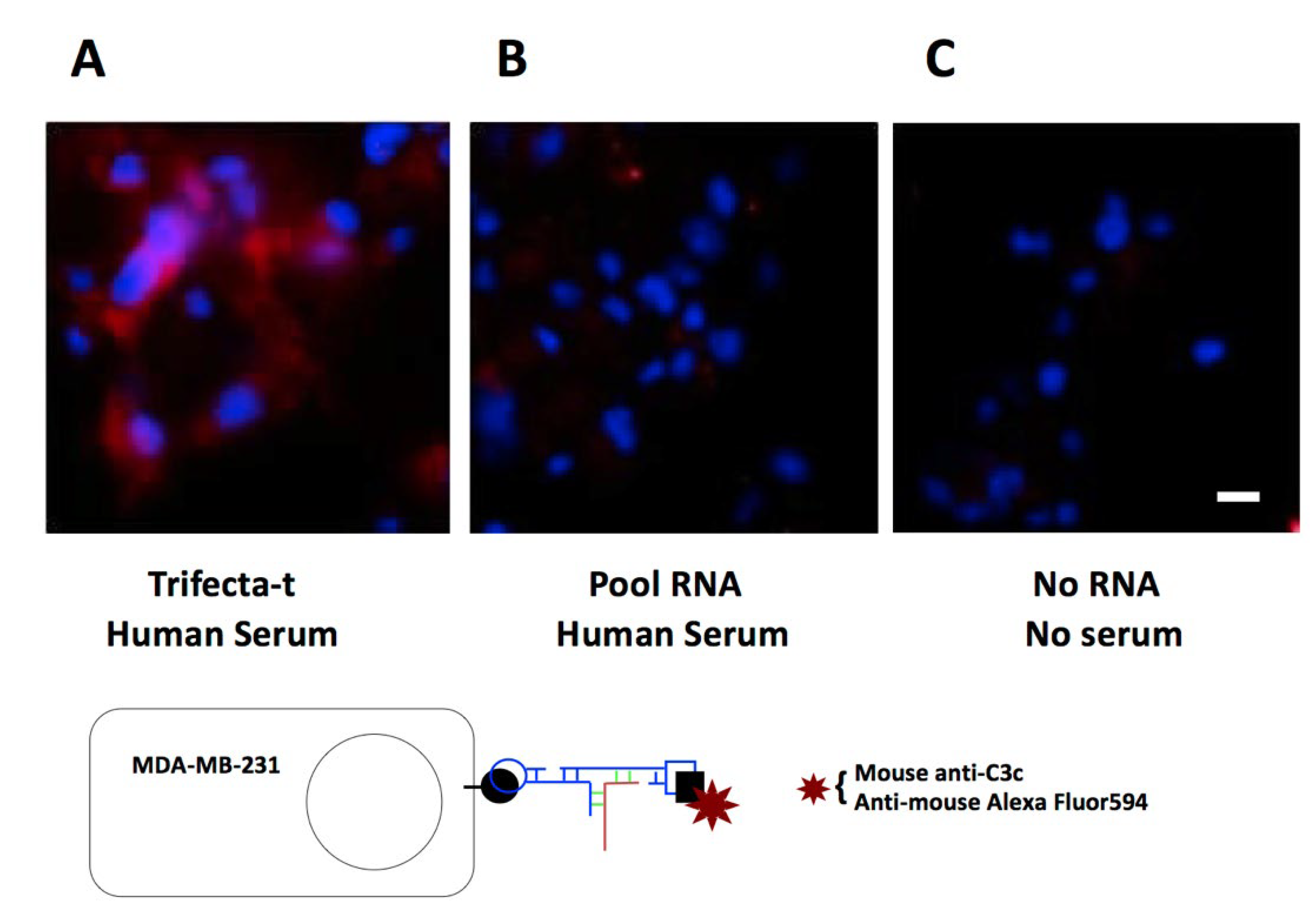 Genes 13 00086 g005 Genes 13 00086 g005