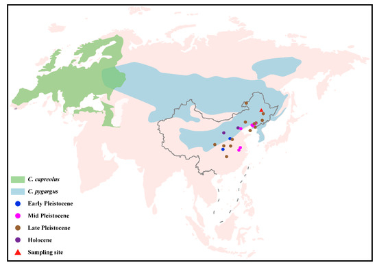 Ancient Mitogenomes Suggest Stable Mitochondrial Clades of the