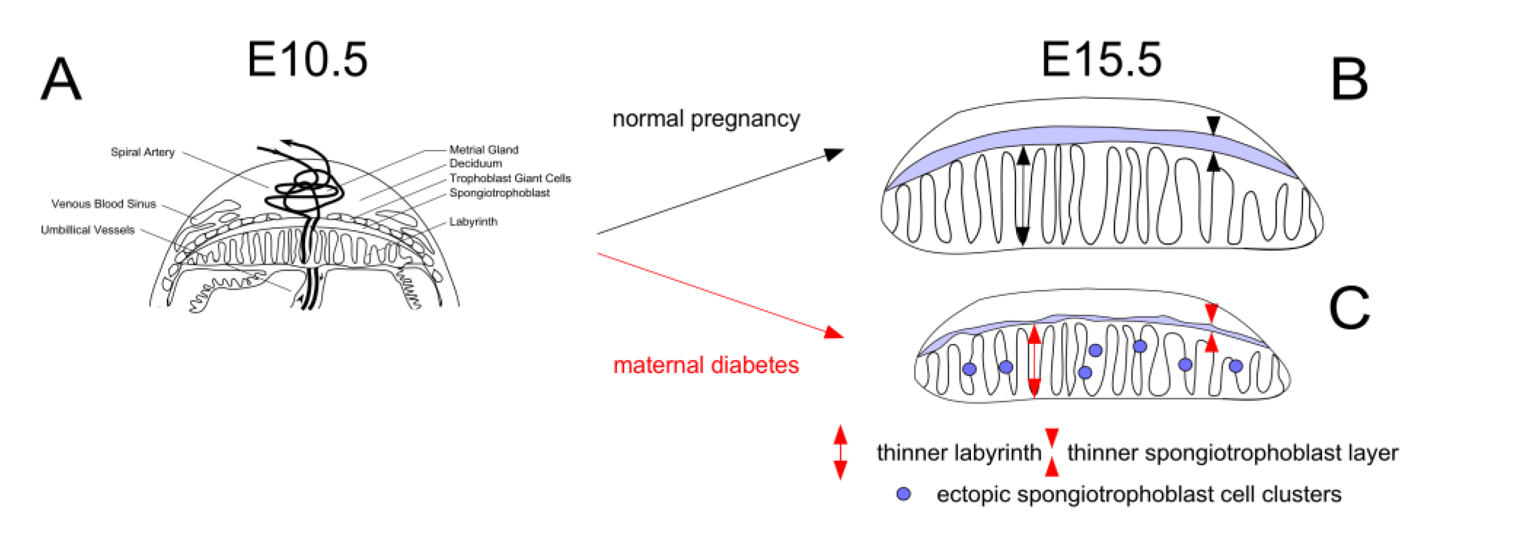 Genes 13 00130 g001 Genes 13 00130 g001