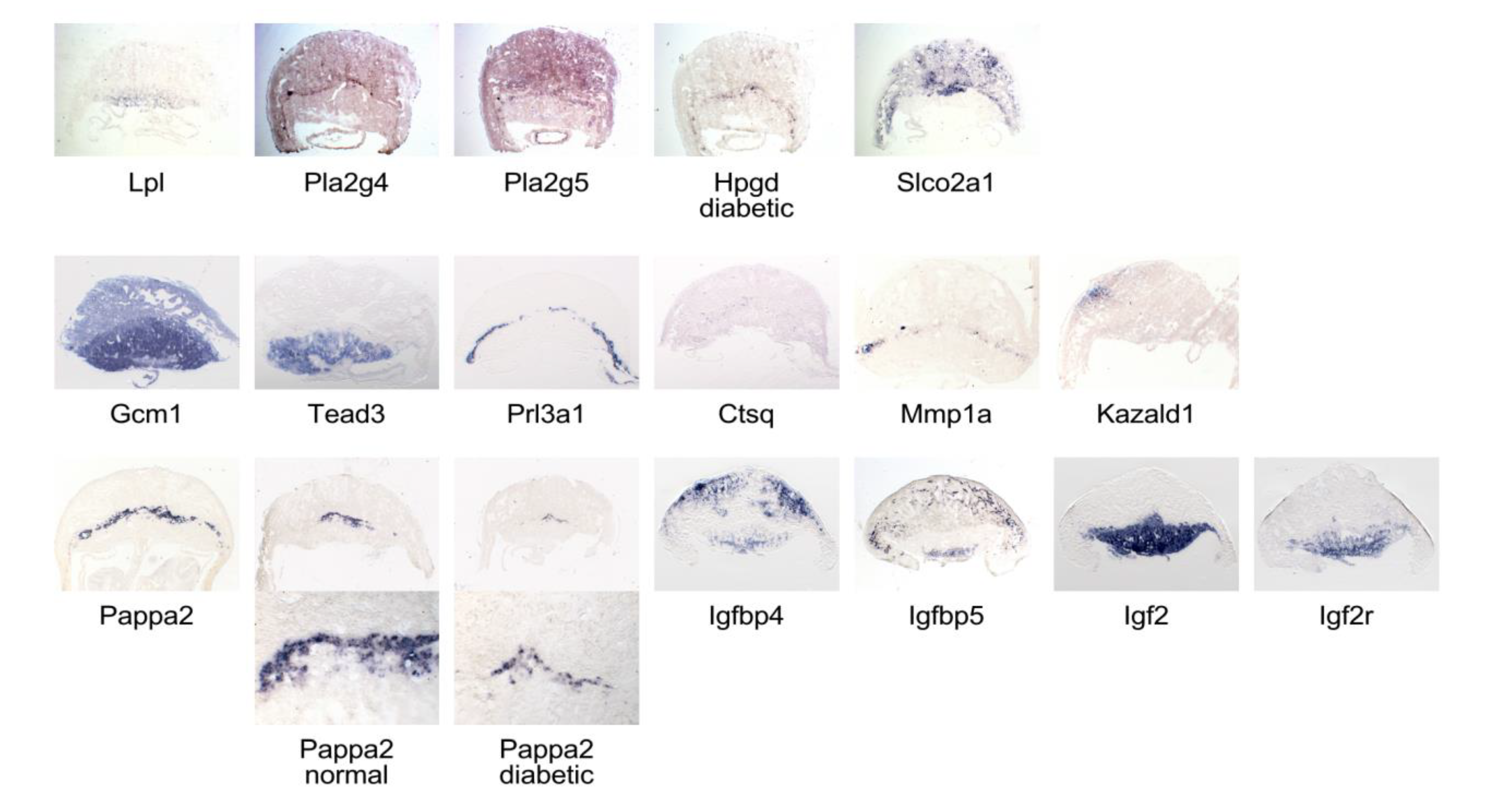 Genes 13 00130 g006 Genes 13 00130 g006