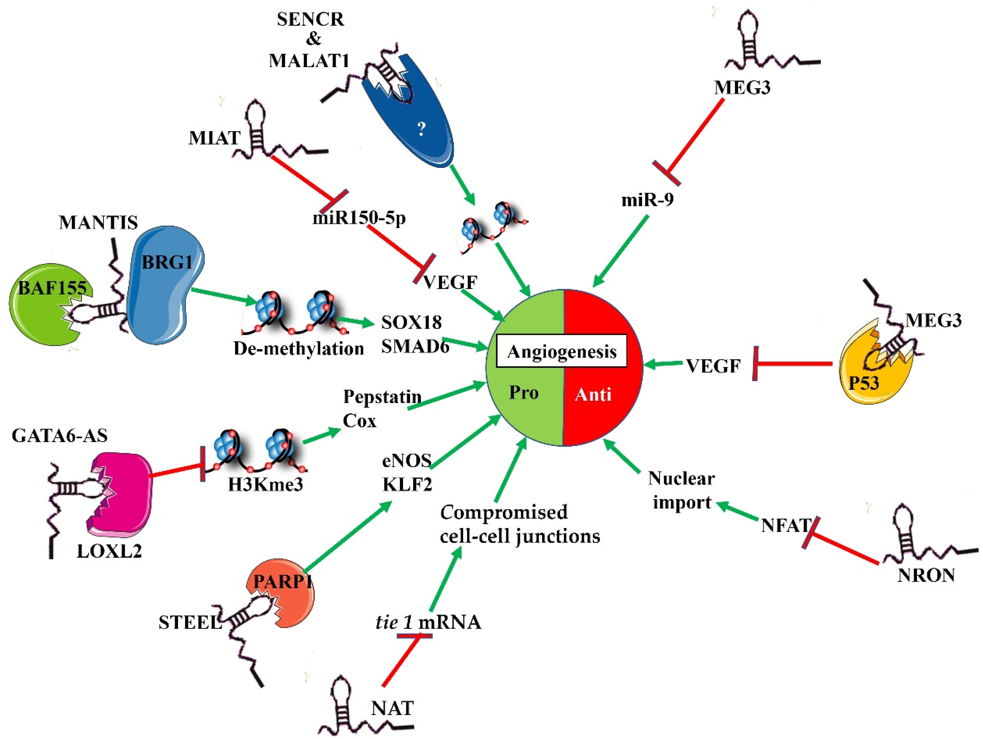 LncRNAs and the Angiogenic Switch in Cancer: Clinical