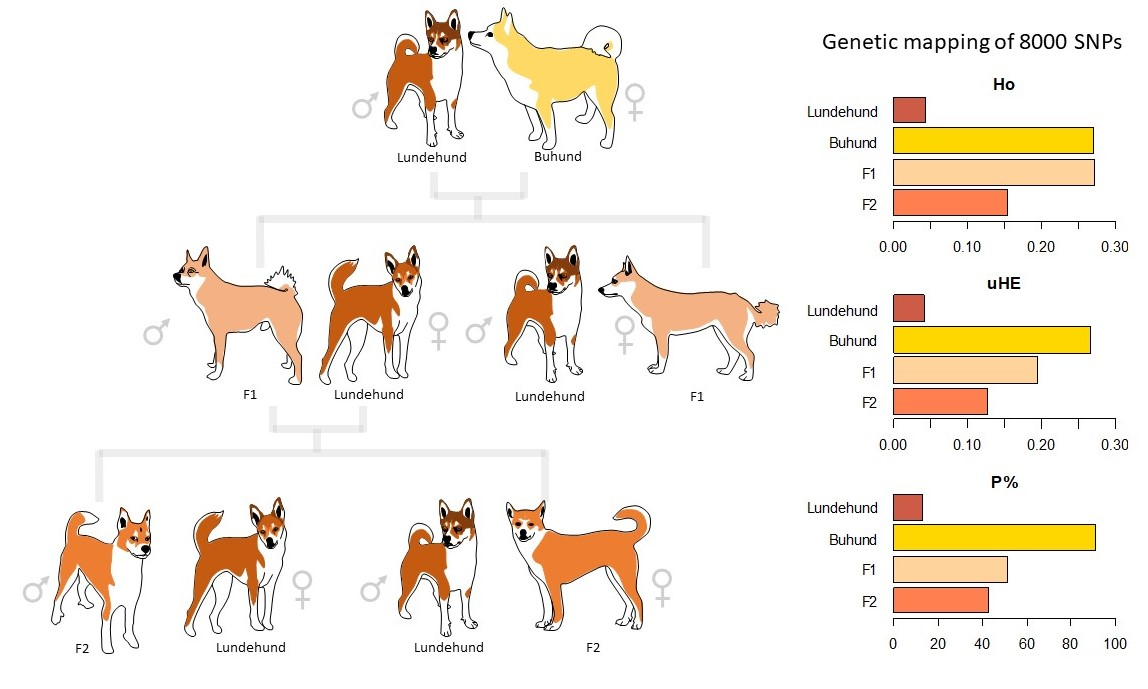 can inbreeding cause birth defects in dogs