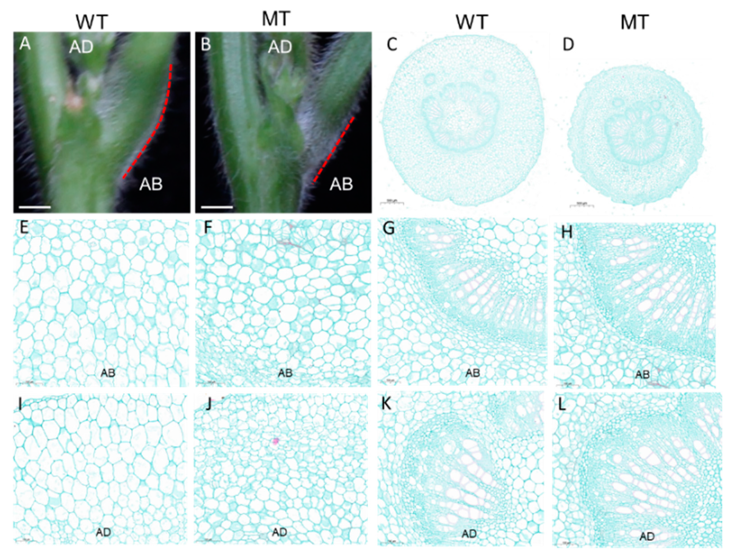 Genes 13 00185 g002 Genes 13 00185 g002