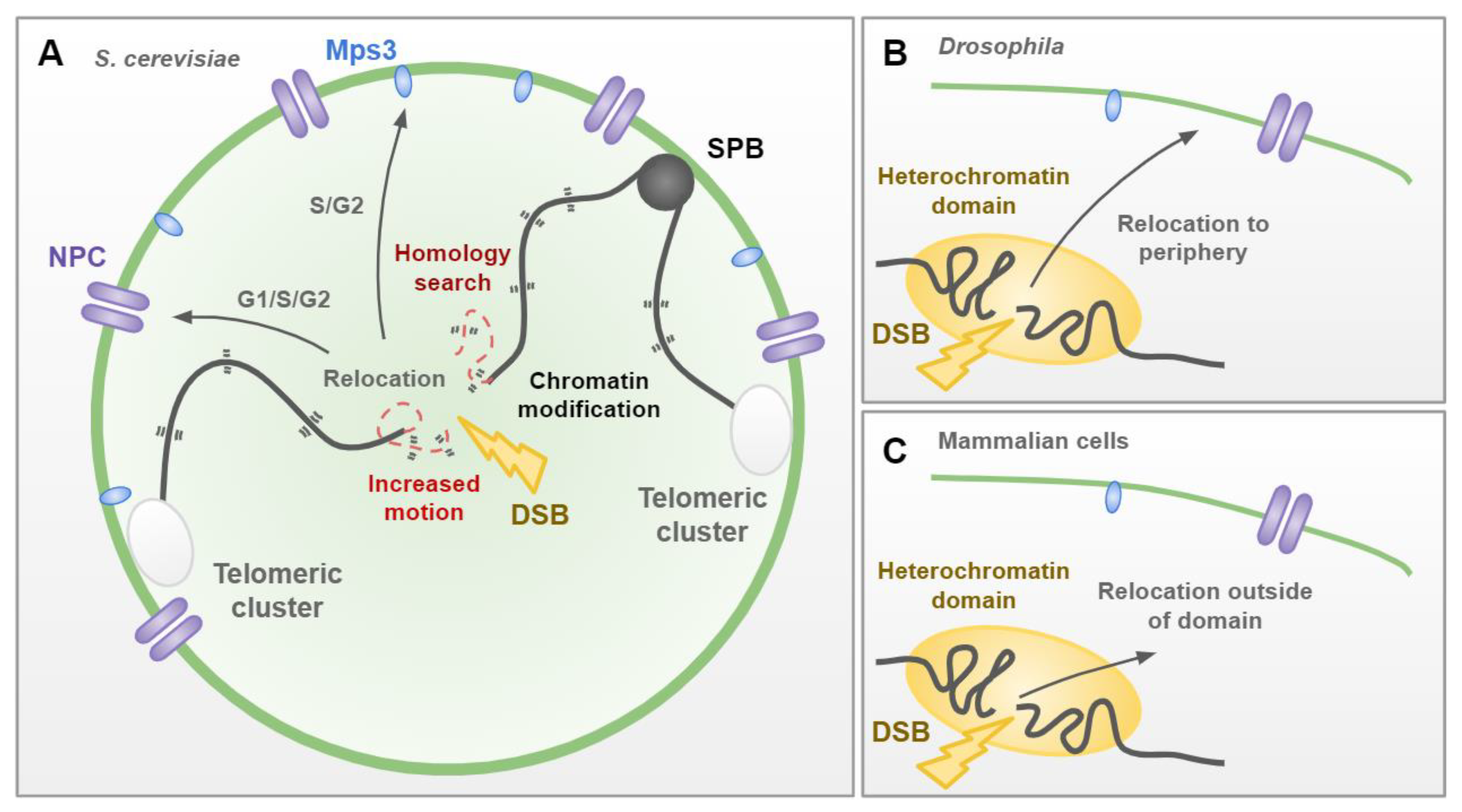 【予約販売品】 DNA Repair in Space and Time: Safeguarding the Genome with ボール