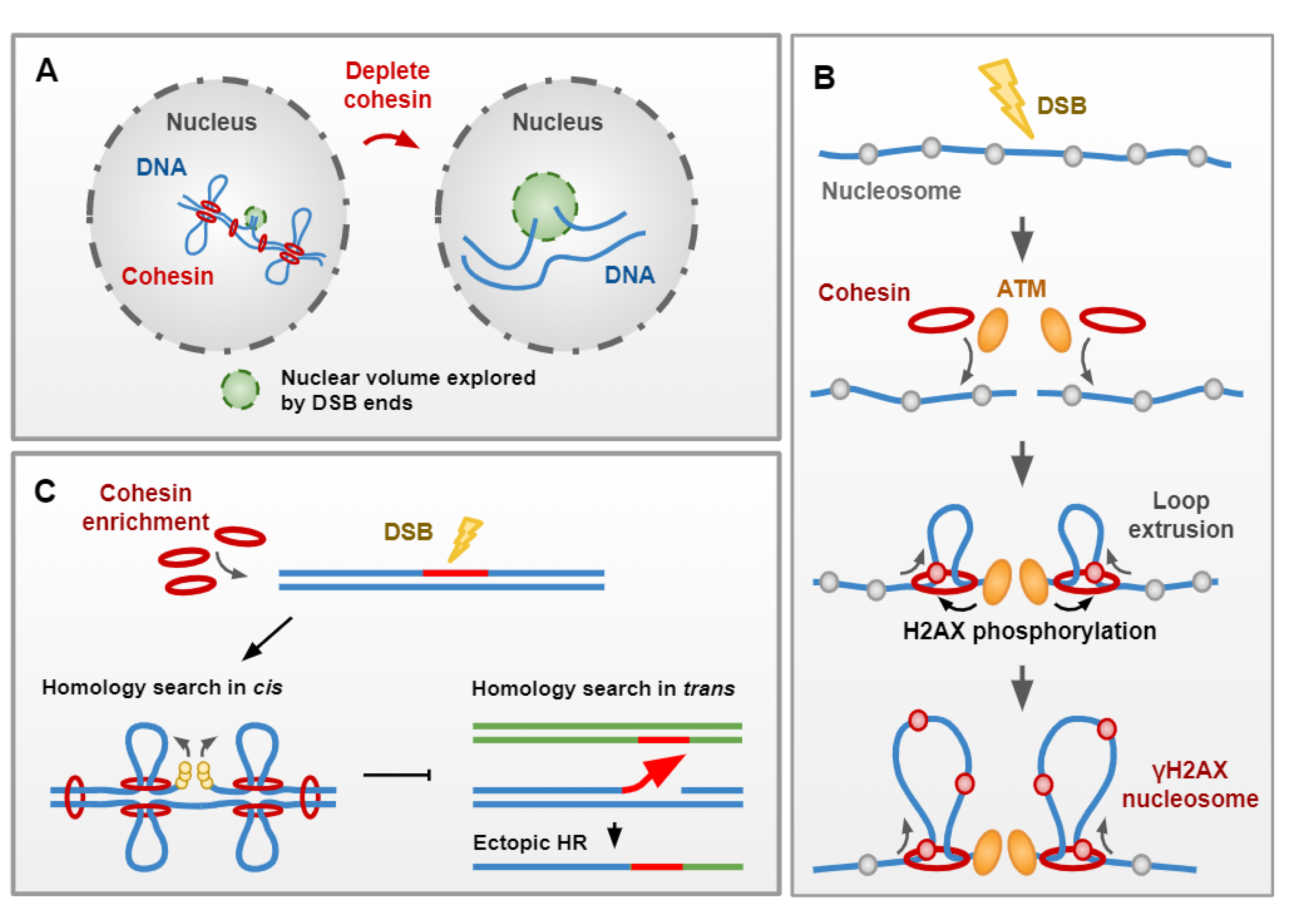DNA Repair in Space and Time: Safeguarding the ... Biology Diagrams