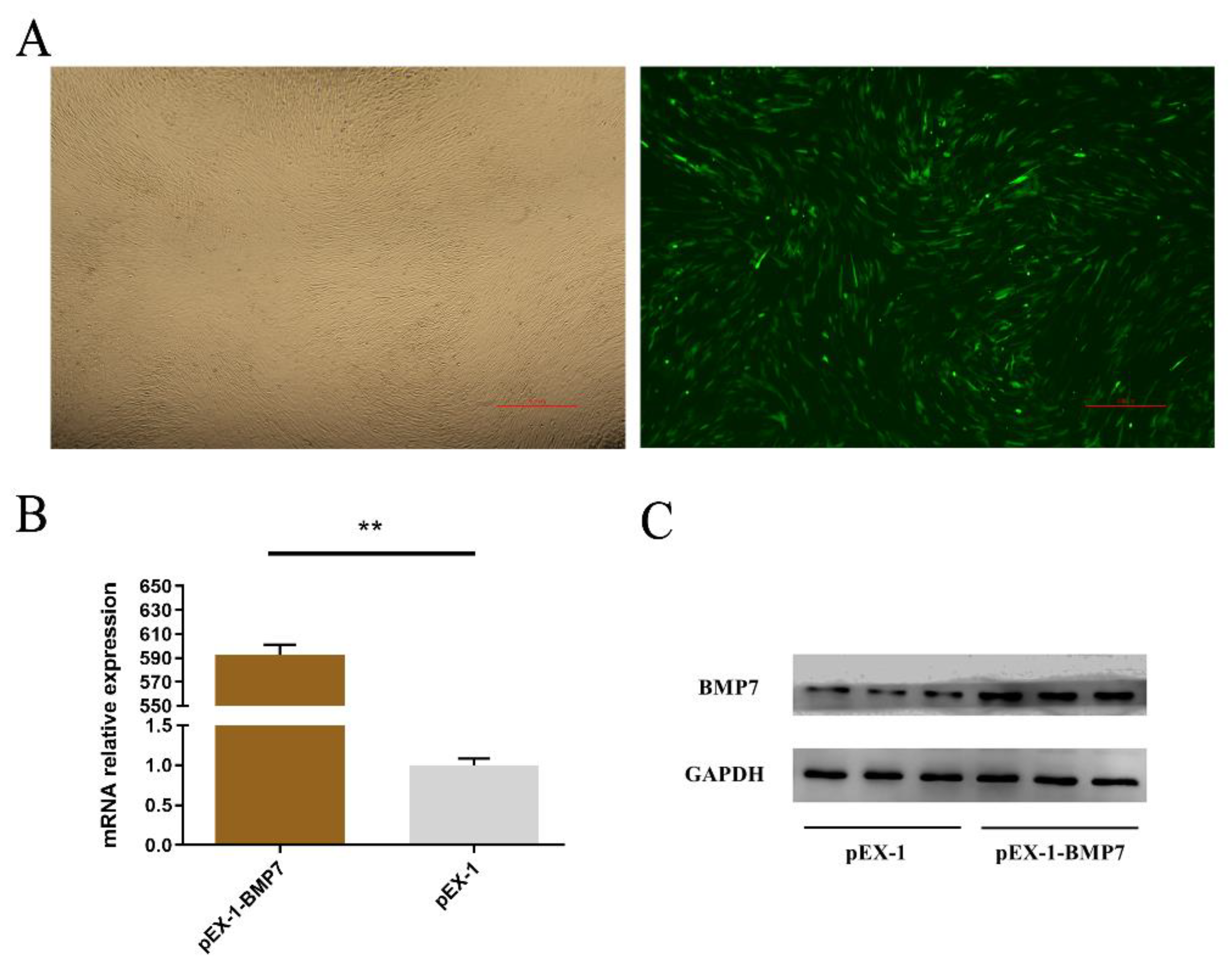 Genes 13 00201 g002 550