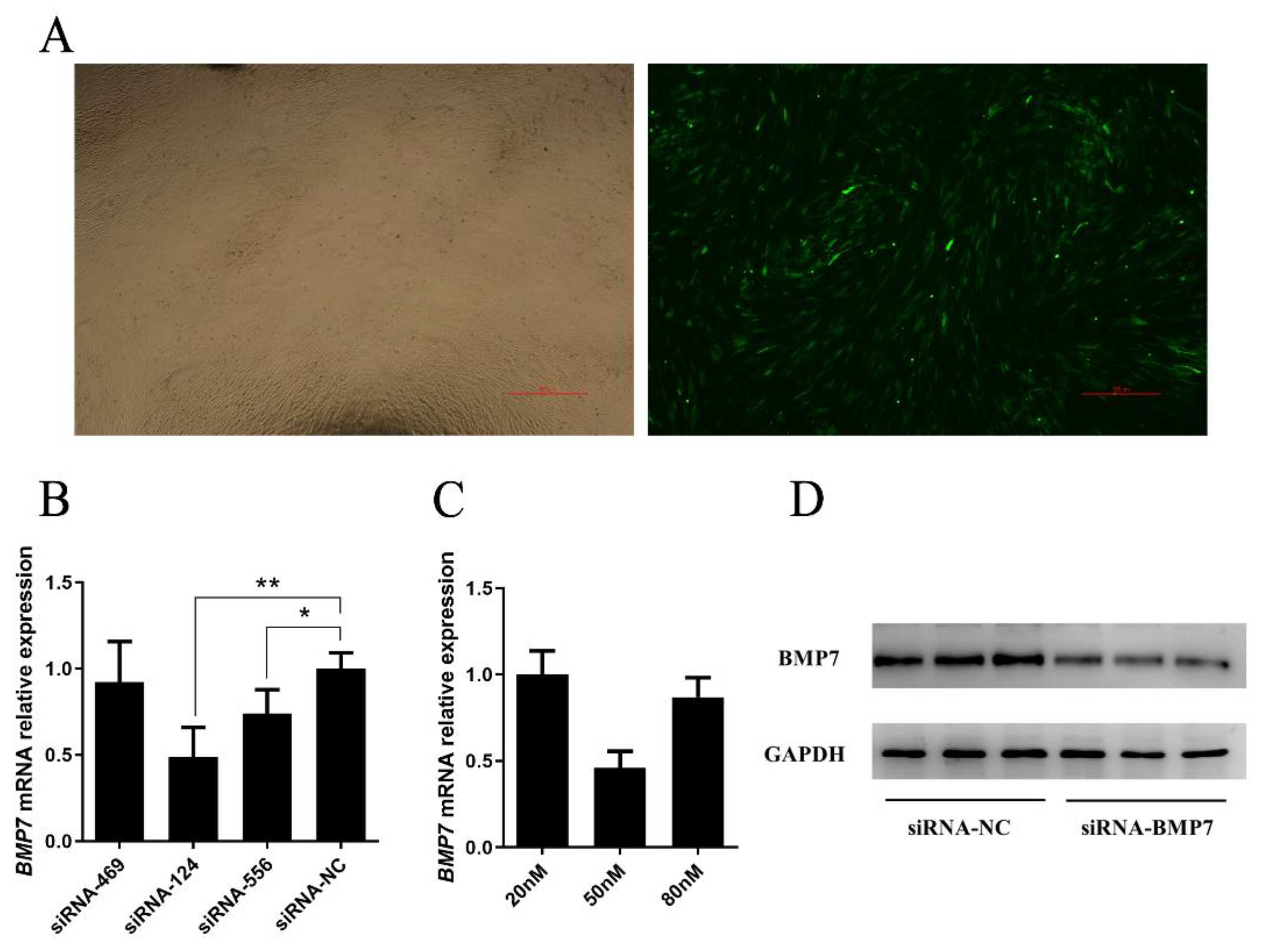 Genes 13 00201 g003 550