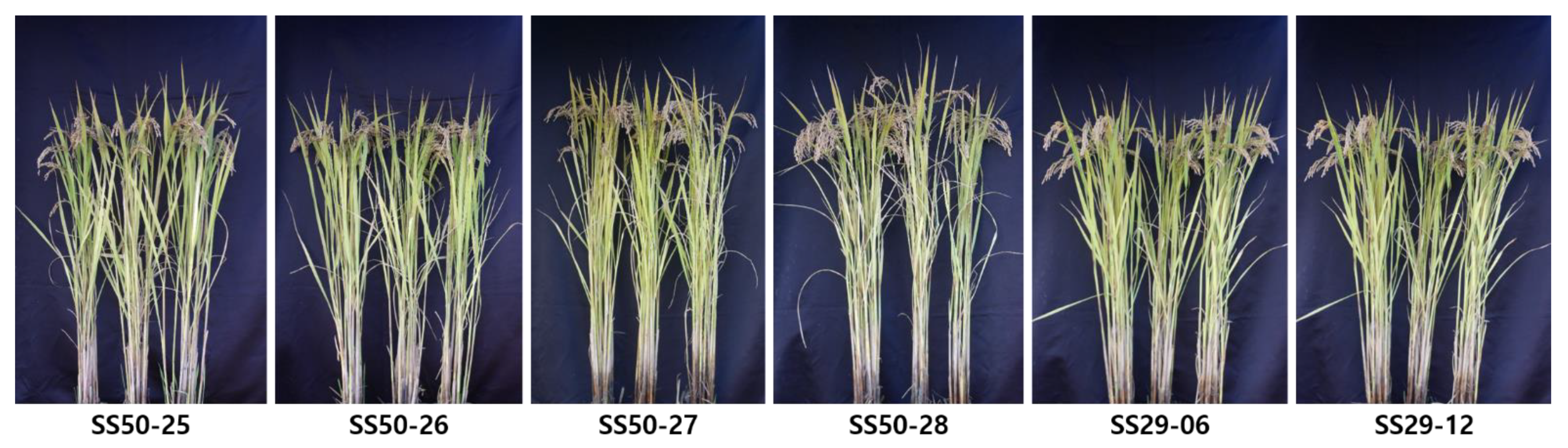 Genes 13 00210 g008 550