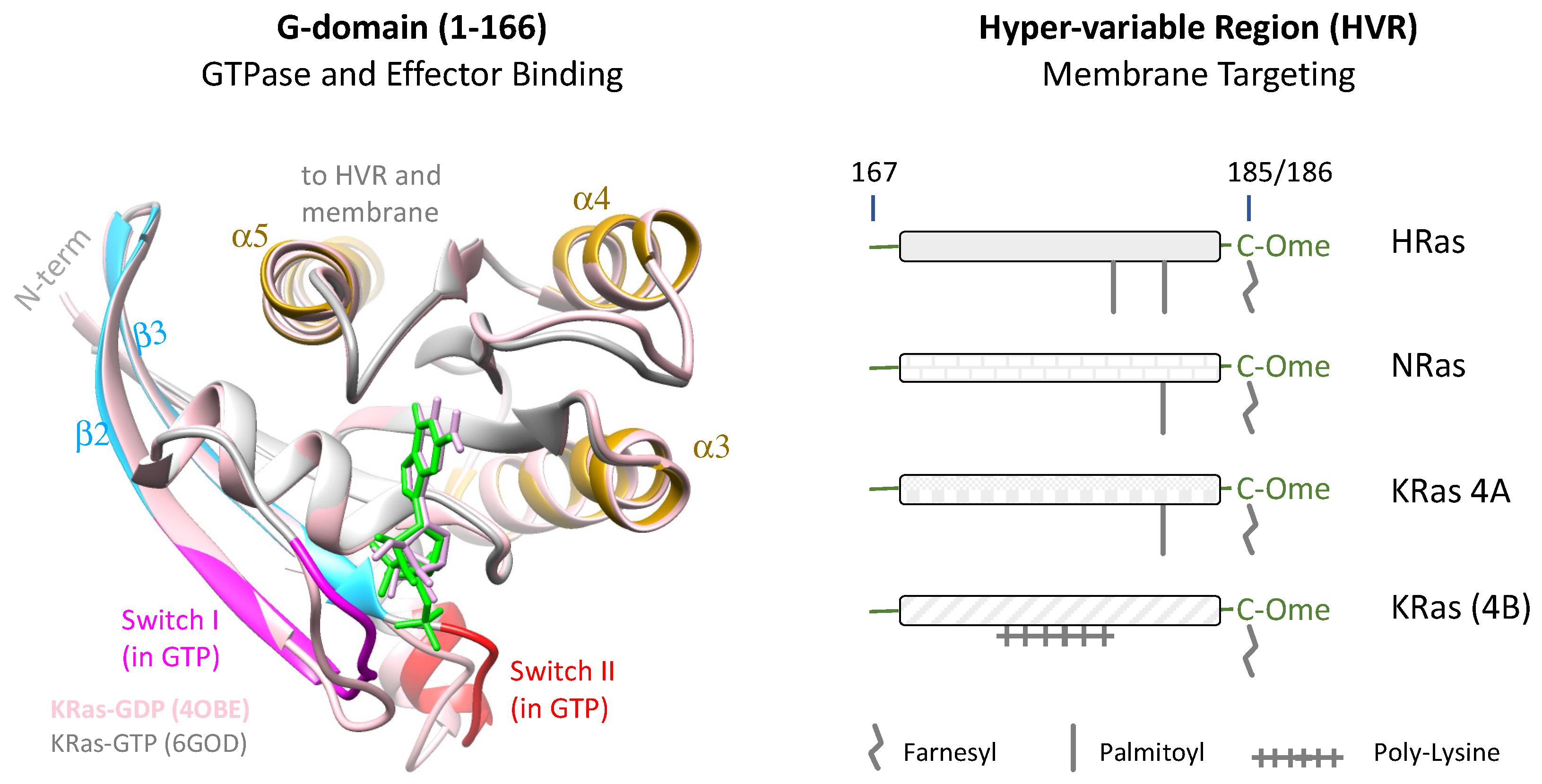 Genes 13 00219 g001 Genes 13 00219 g001