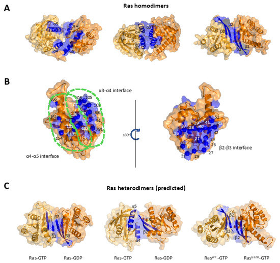 Ras Multimers on the Membrane: Many Ways for a Heart-to-Heart