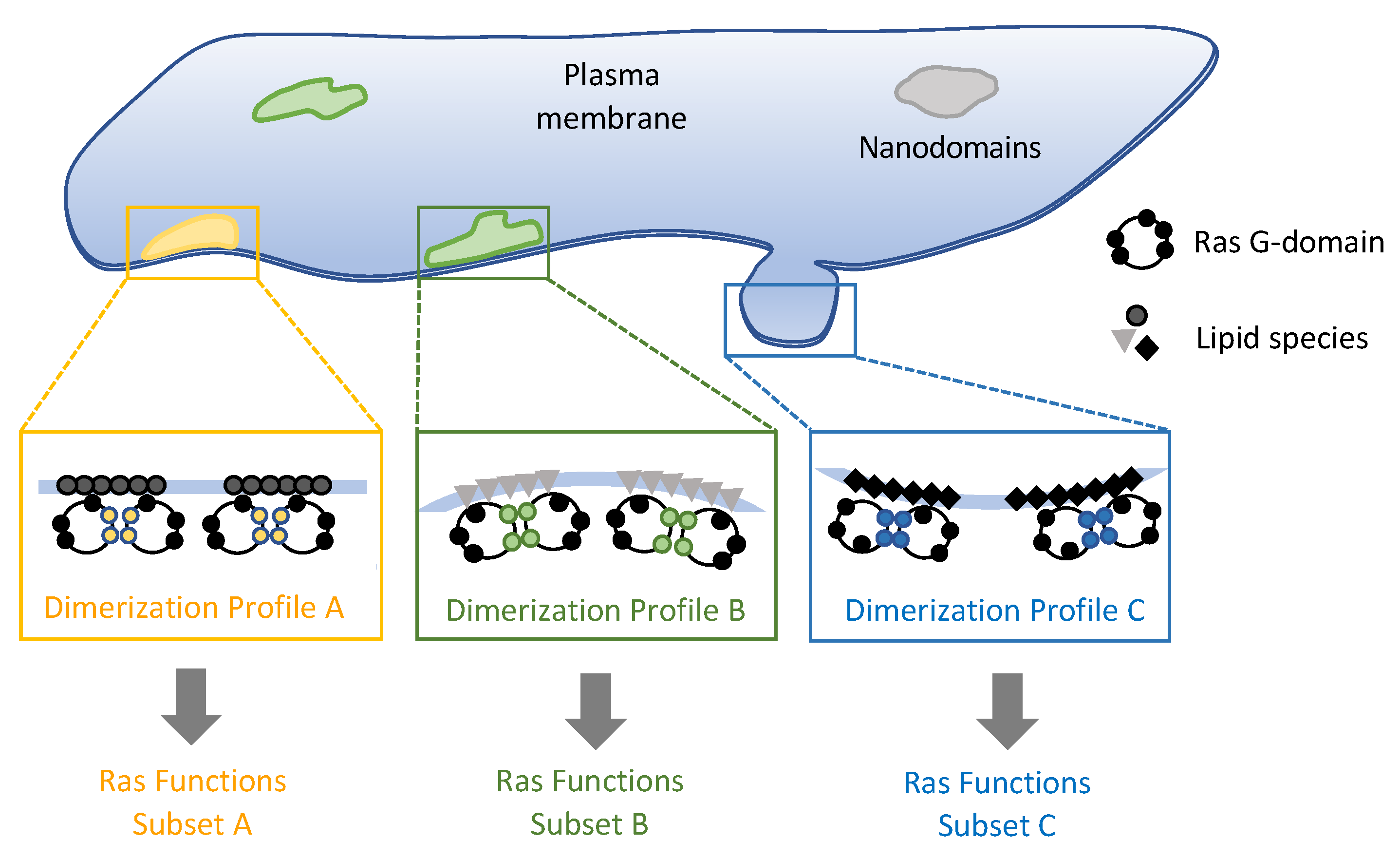 Genes 13 00219 g008 Genes 13 00219 g008