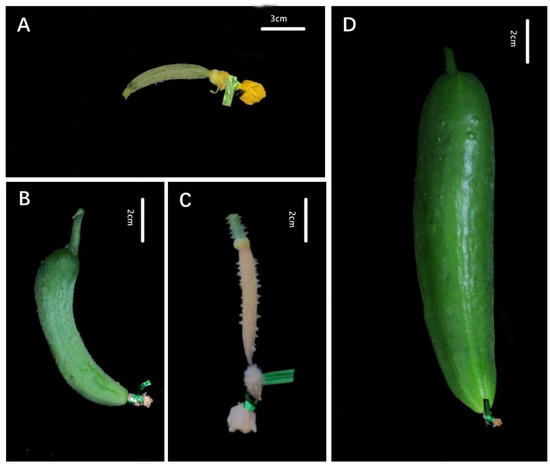Genes Free Full-Text Evaluation and Genetic Analysis of Parthenocarpic Germplasms in Cucumber