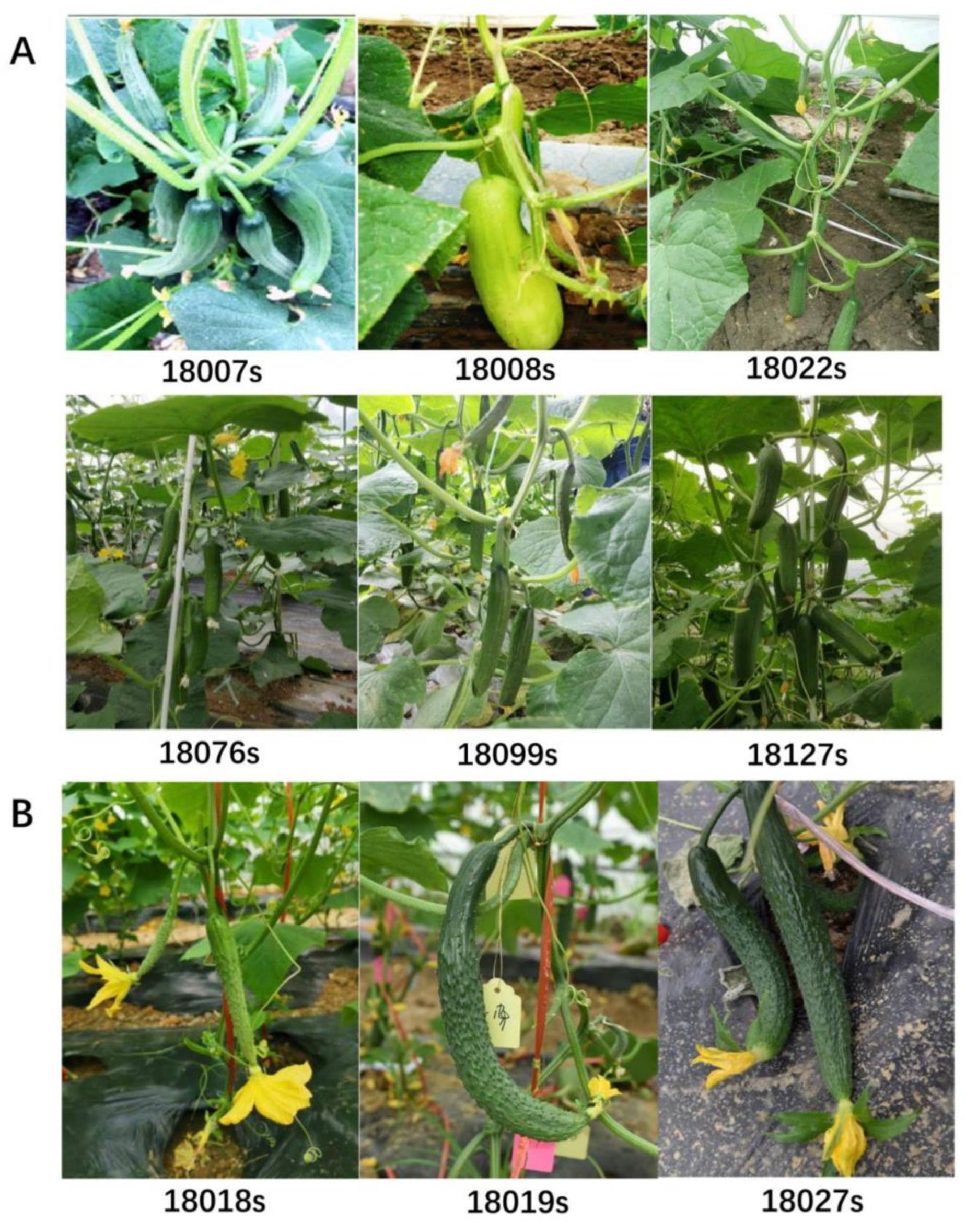 Genes 13 00225 g003 550