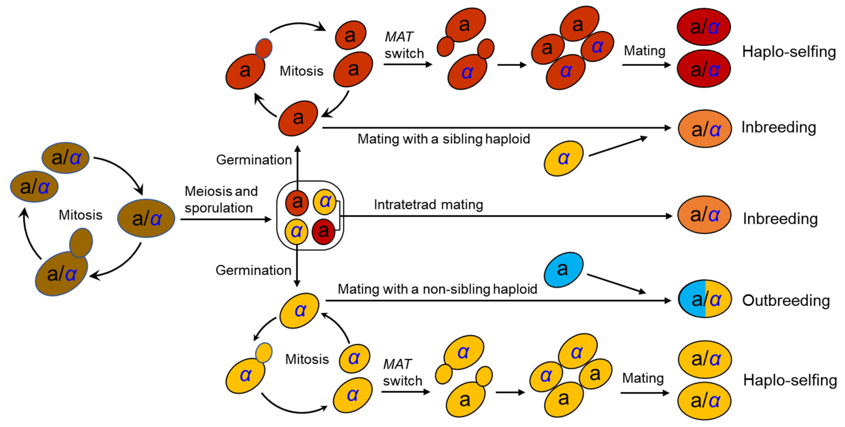 Genes Free Full-Text The Ecology and Evolution of the Bakerandrsquo;s Yeast Saccharomyces cerevisiae