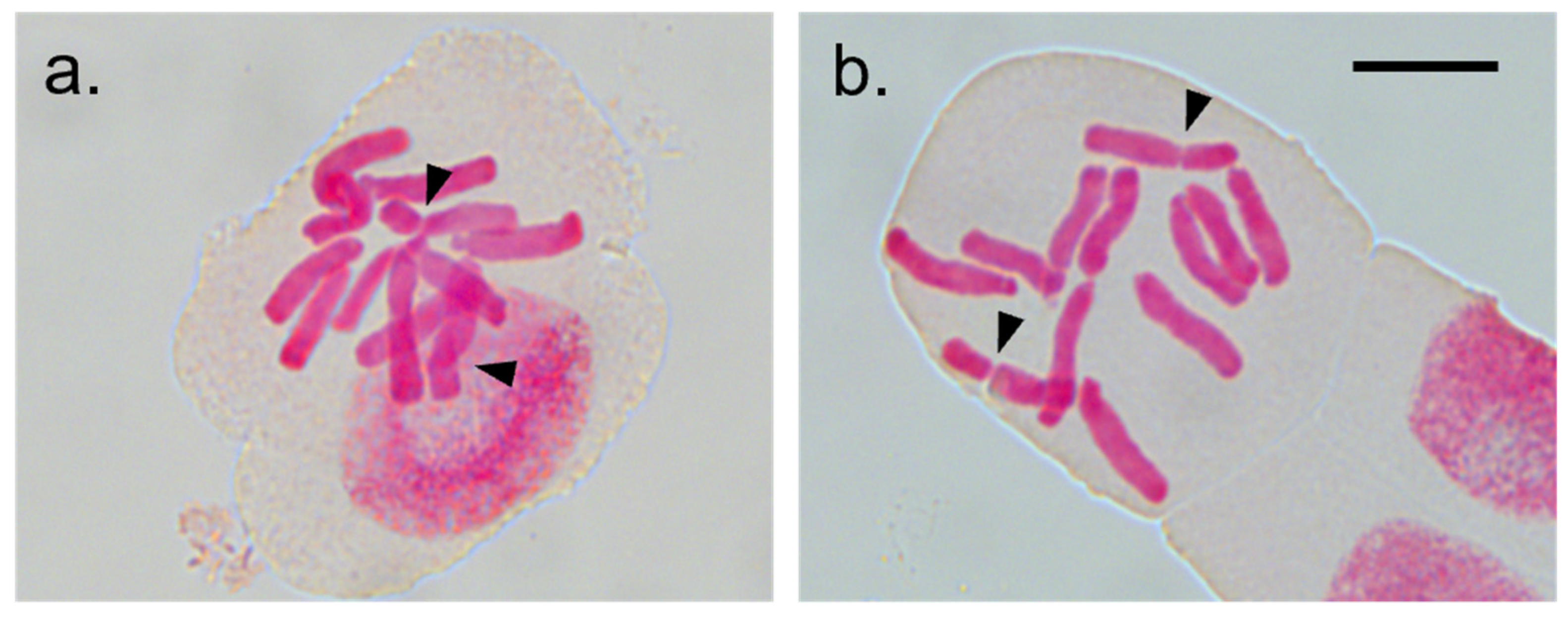 Genes 13 00243 g002 550