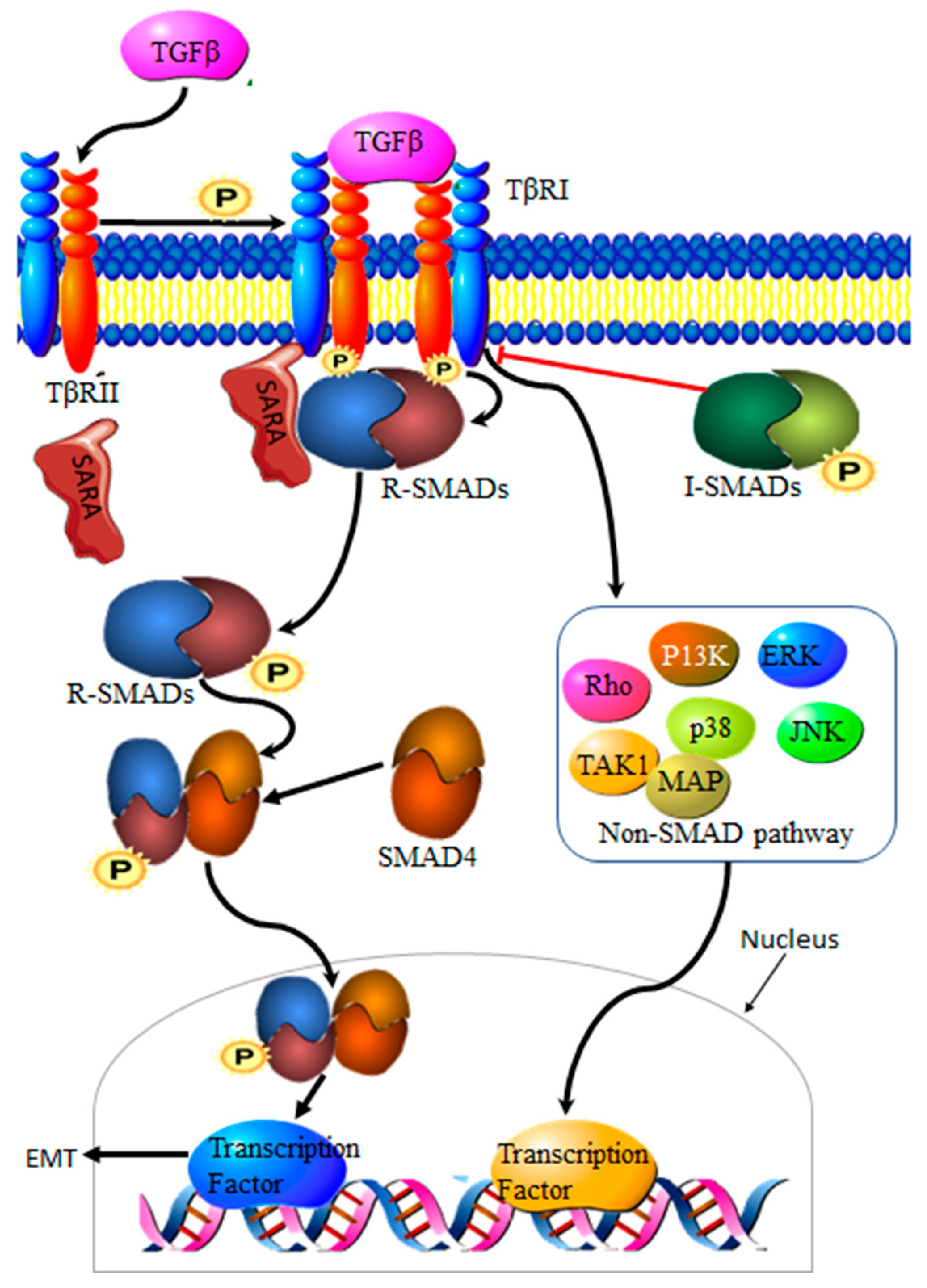 Genes 13 00244 g002 550