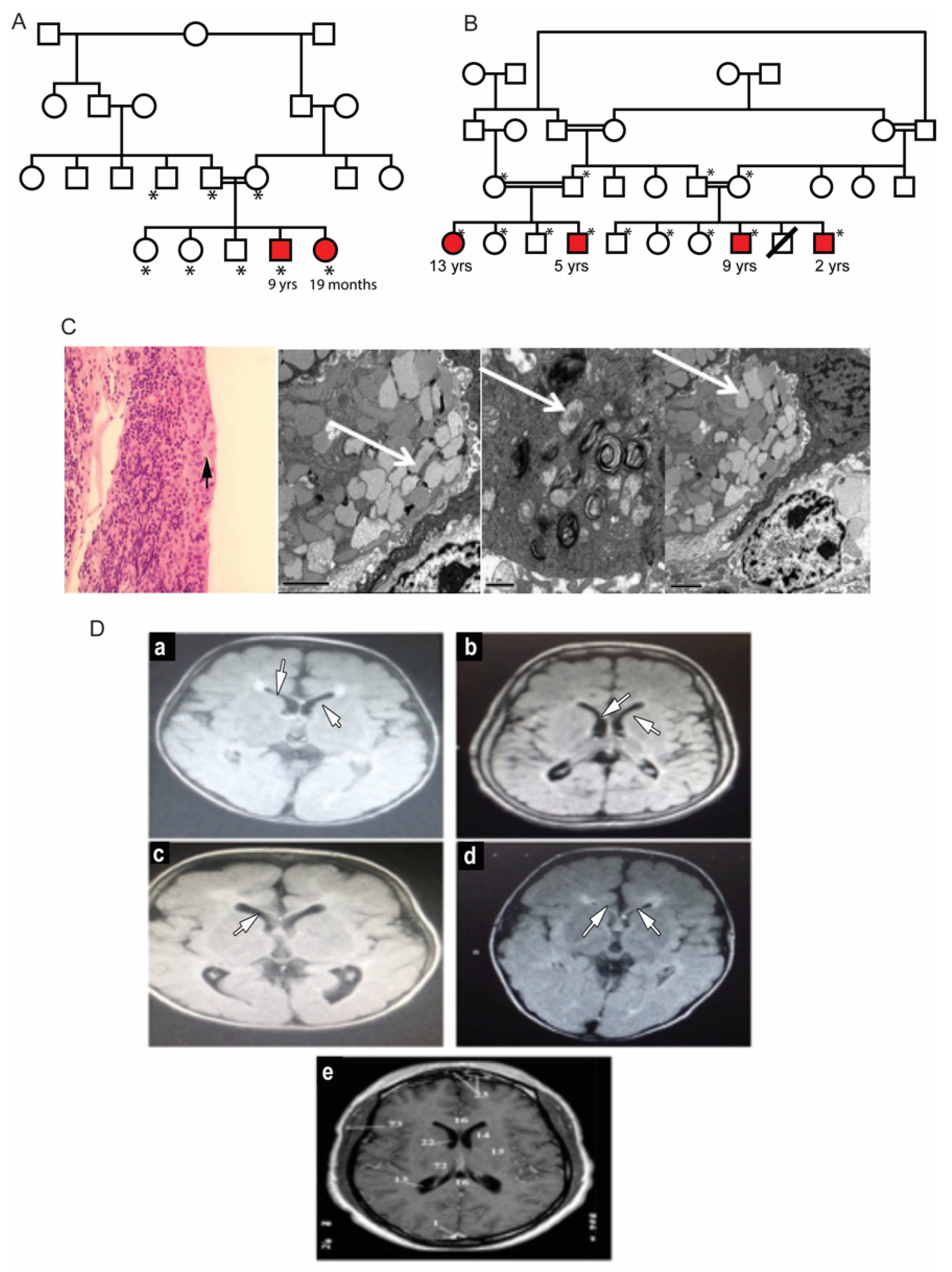 Genes 13 00248 g001 550