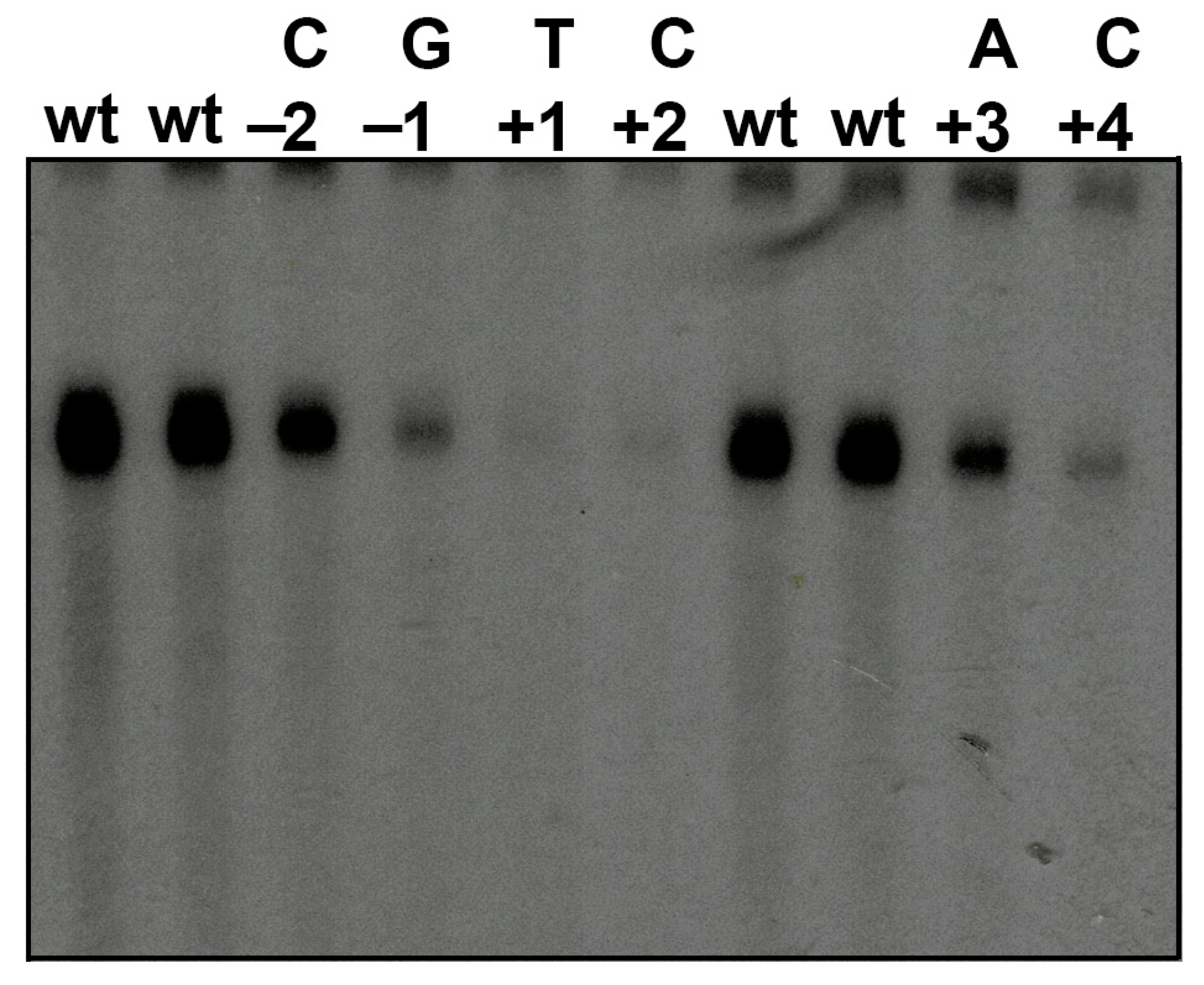 Genes 13 00256 g003