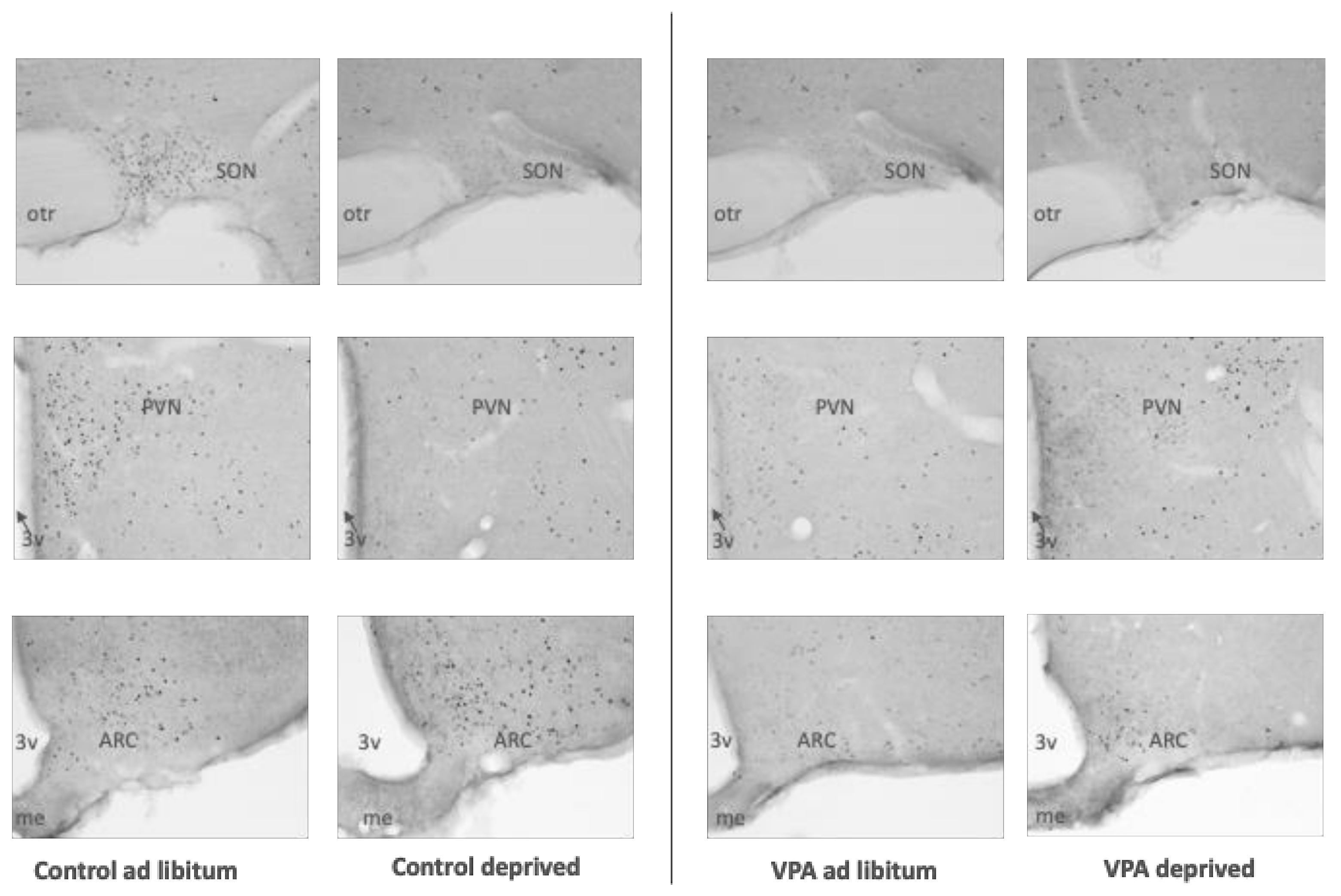 Genes 13 00259 g007 Genes 13 00259 g007