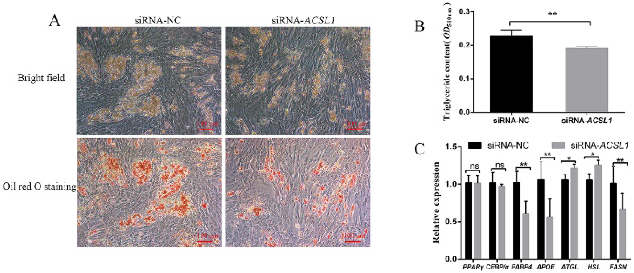 Genes 13 00260 g002 Genes 13 00260 g002