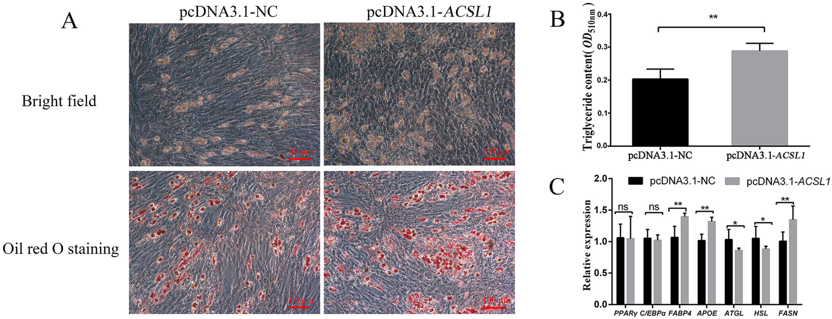 Genes 13 00260 g003 Genes 13 00260 g003